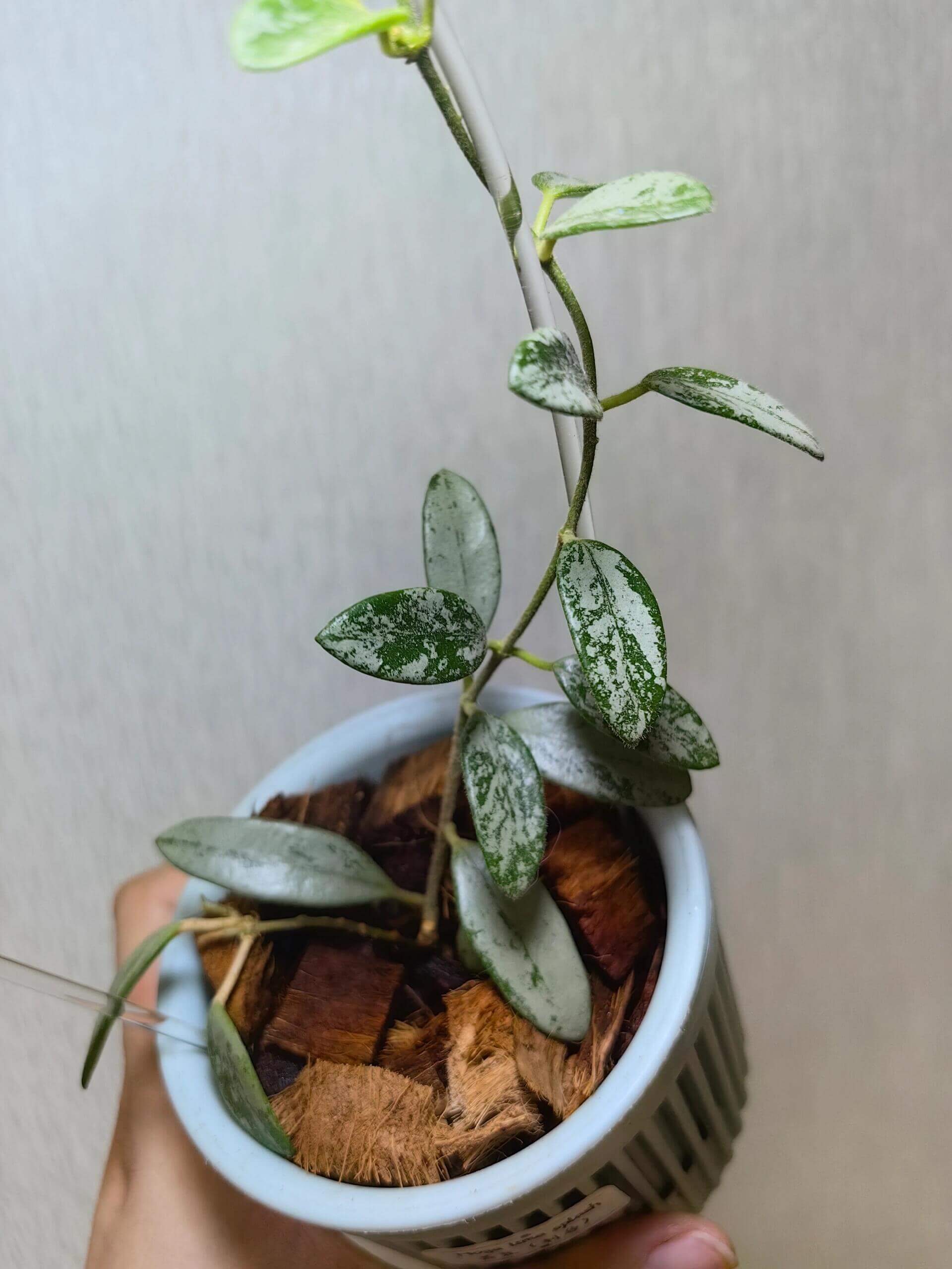 Hoya Lima Splash is a Hoya species native to Yunnan, China. It features small, ovate green leaves marked with silvery splash patterns, giving the foliage a unique ornamental look.