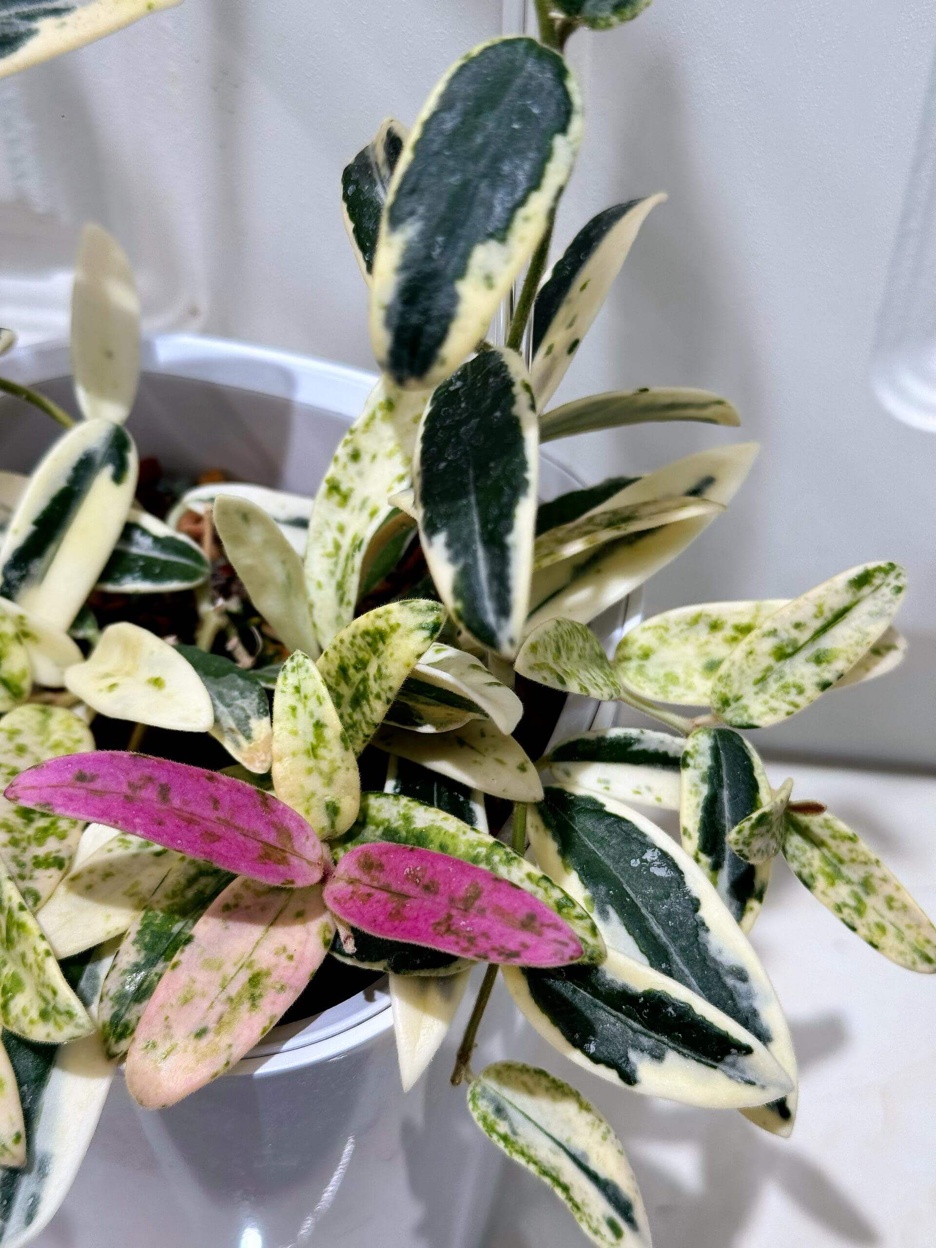 Hoya Lyi 'Prism' for Sale – Begin With Plants