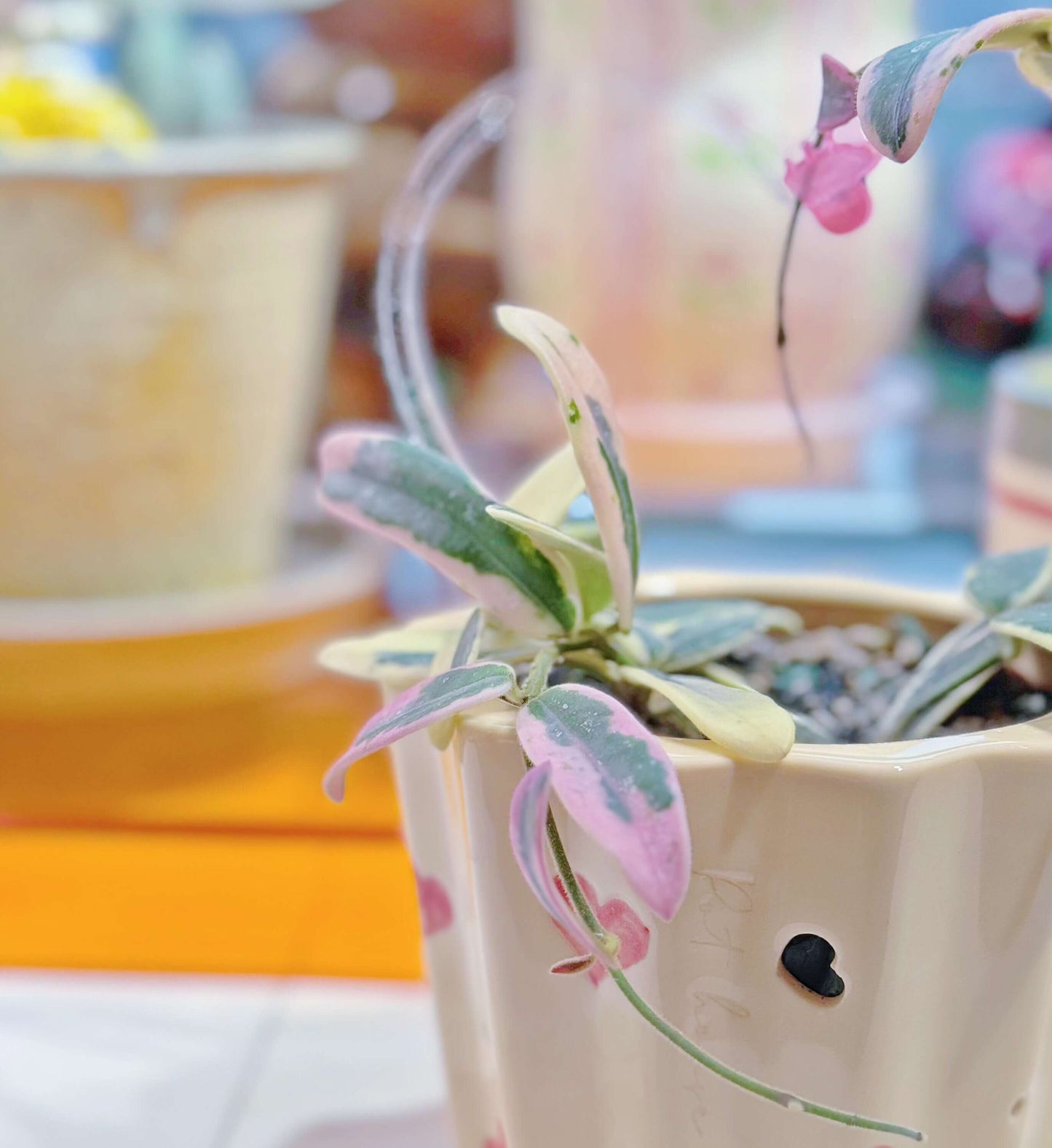 Hoya Lyi ‘Prism’ is a rare and captivating outer-variegated cultivar of the Hoya lyi species. Its thick, glossy dark-green leaves are edged with striking shades of yellow, white, or pink variegation. On some leaves, the variegation extends irregularly toward the center, creating a unique, mosaic-like pattern reminiscent of marbled or virus-like speckling. Compact in growth, this variety is perfect for smaller pots or hanging displays.