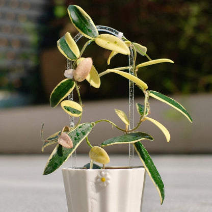 Hoya Lyi ‘Prism’ is a rare and captivating outer-variegated cultivar of the Hoya lyi species. Its thick, glossy dark-green leaves are edged with striking shades of yellow, white, or pink variegation. On some leaves, the variegation extends irregularly toward the center, creating a unique, mosaic-like pattern reminiscent of marbled or virus-like speckling. Compact in growth, this variety is perfect for smaller pots or hanging displays.