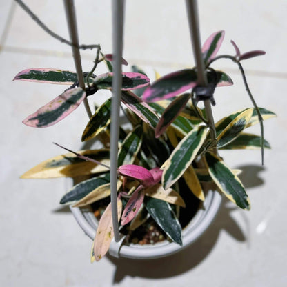 Hoya Lyi ‘Prism’ is a rare and captivating outer-variegated cultivar of the Hoya lyi species. Its thick, glossy dark-green leaves are edged with striking shades of yellow, white, or pink variegation. On some leaves, the variegation extends irregularly toward the center, creating a unique, mosaic-like pattern reminiscent of marbled or virus-like speckling. Compact in growth, this variety is perfect for smaller pots or hanging displays.