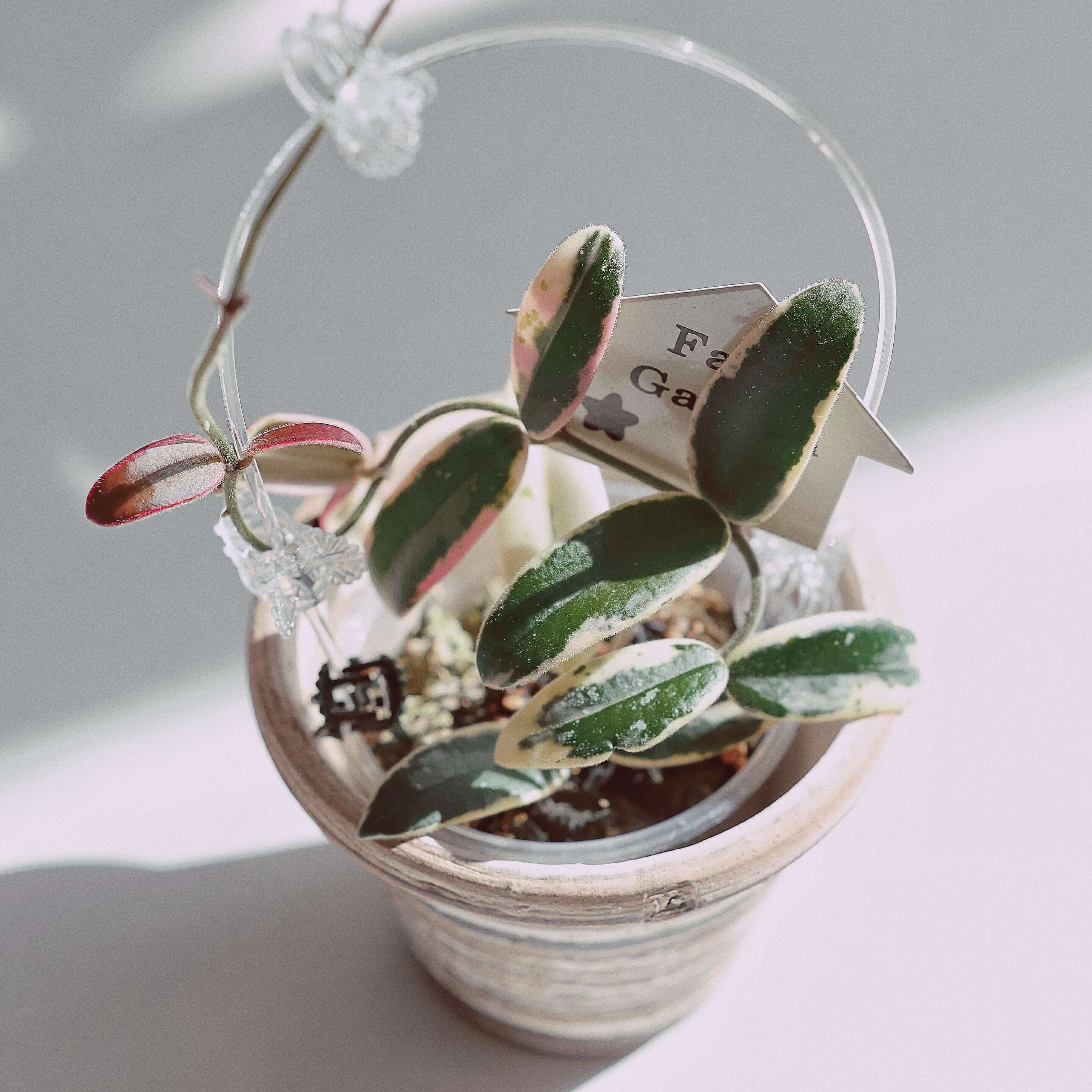 Hoya Lyi 'Prism' for Sale – Begin With Plants