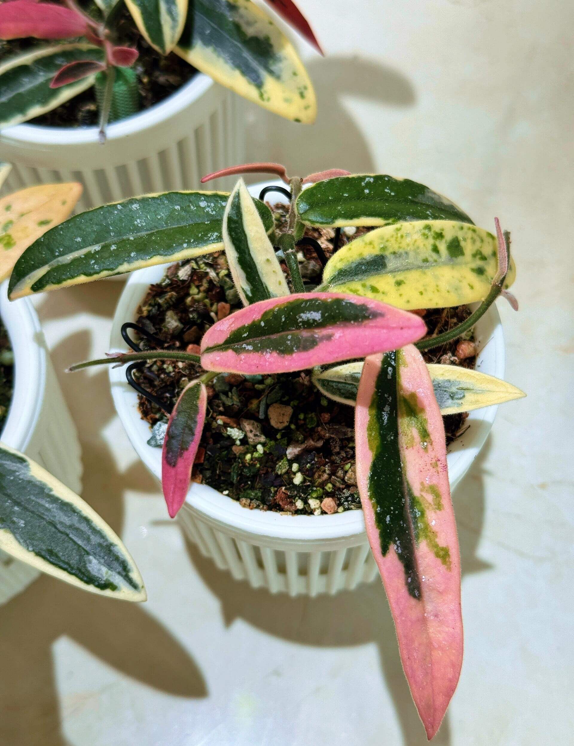 Hoya Lyi 'Prism' for Sale – Begin With Plants