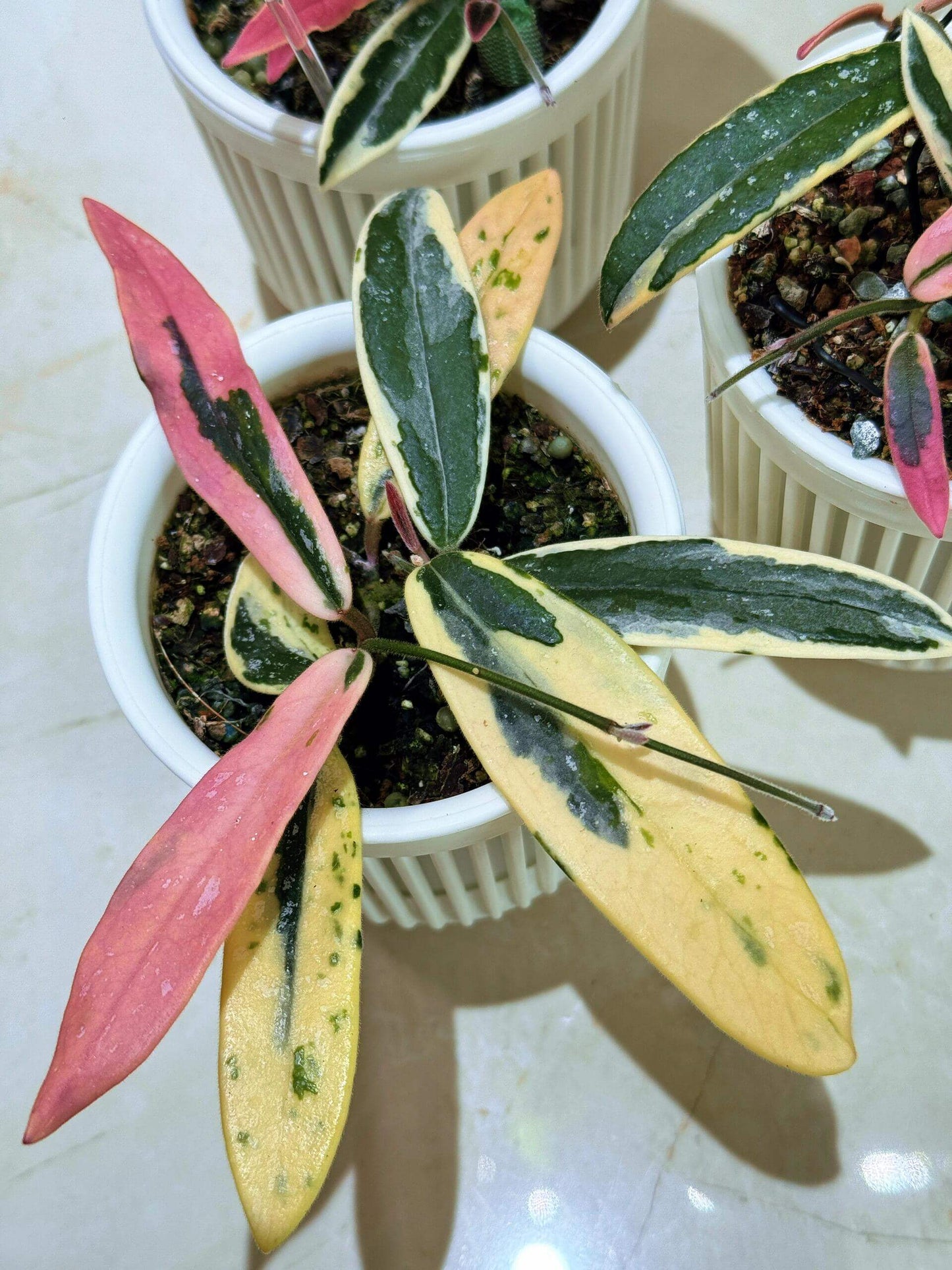 Hoya Lyi ‘Prism’ is a rare and captivating outer-variegated cultivar of the Hoya lyi species. Its thick, glossy dark-green leaves are edged with striking shades of yellow, white, or pink variegation. On some leaves, the variegation extends irregularly toward the center, creating a unique, mosaic-like pattern reminiscent of marbled or virus-like speckling. Compact in growth, this variety is perfect for smaller pots or hanging displays.