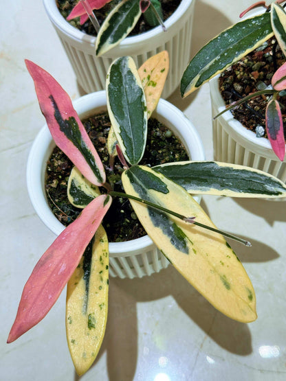 Hoya Lyi ‘Prism’ is a rare and captivating outer-variegated cultivar of the Hoya lyi species. Its thick, glossy dark-green leaves are edged with striking shades of yellow, white, or pink variegation. On some leaves, the variegation extends irregularly toward the center, creating a unique, mosaic-like pattern reminiscent of marbled or virus-like speckling. Compact in growth, this variety is perfect for smaller pots or hanging displays.