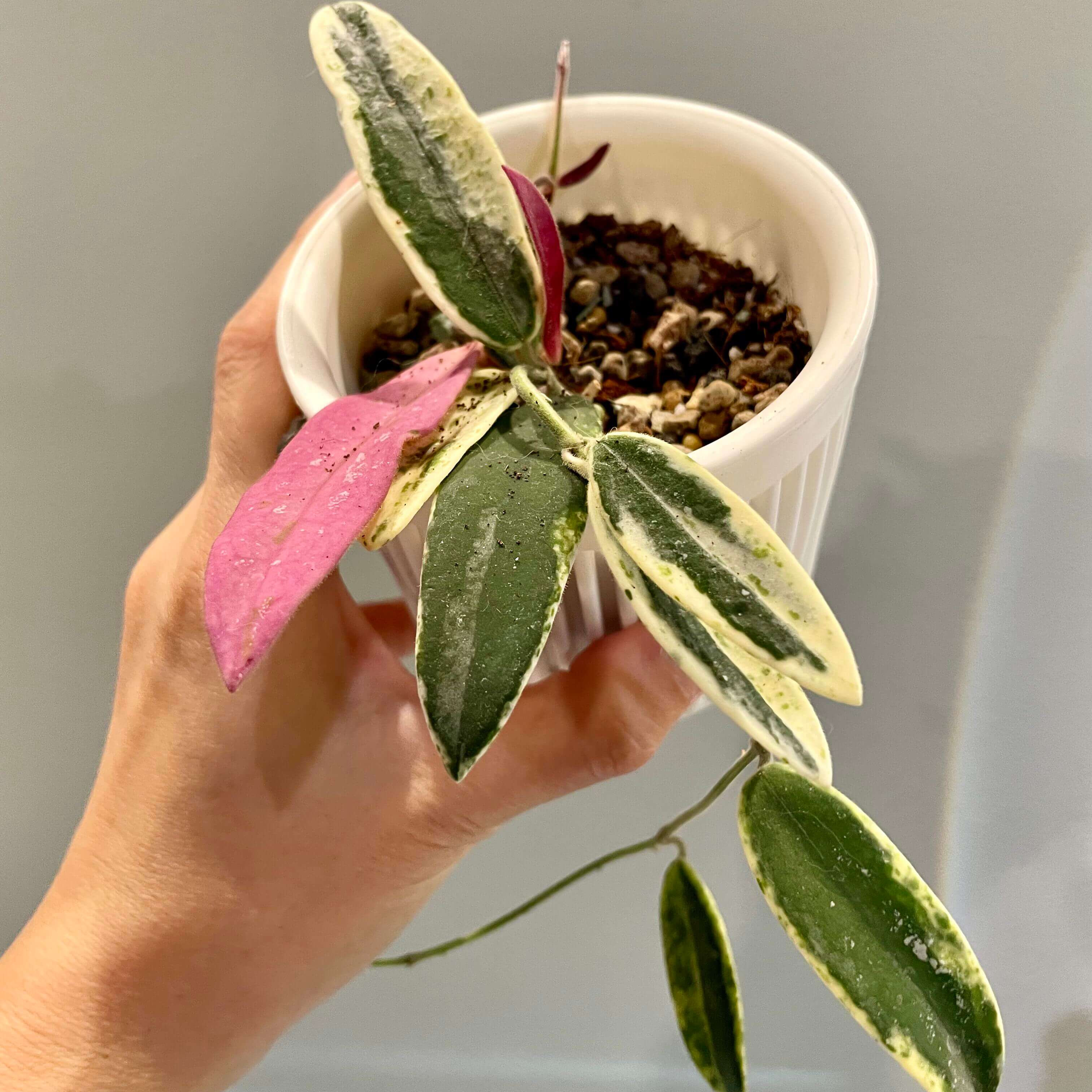 Hoya Lyi 'Prism' for Sale – Begin With Plants