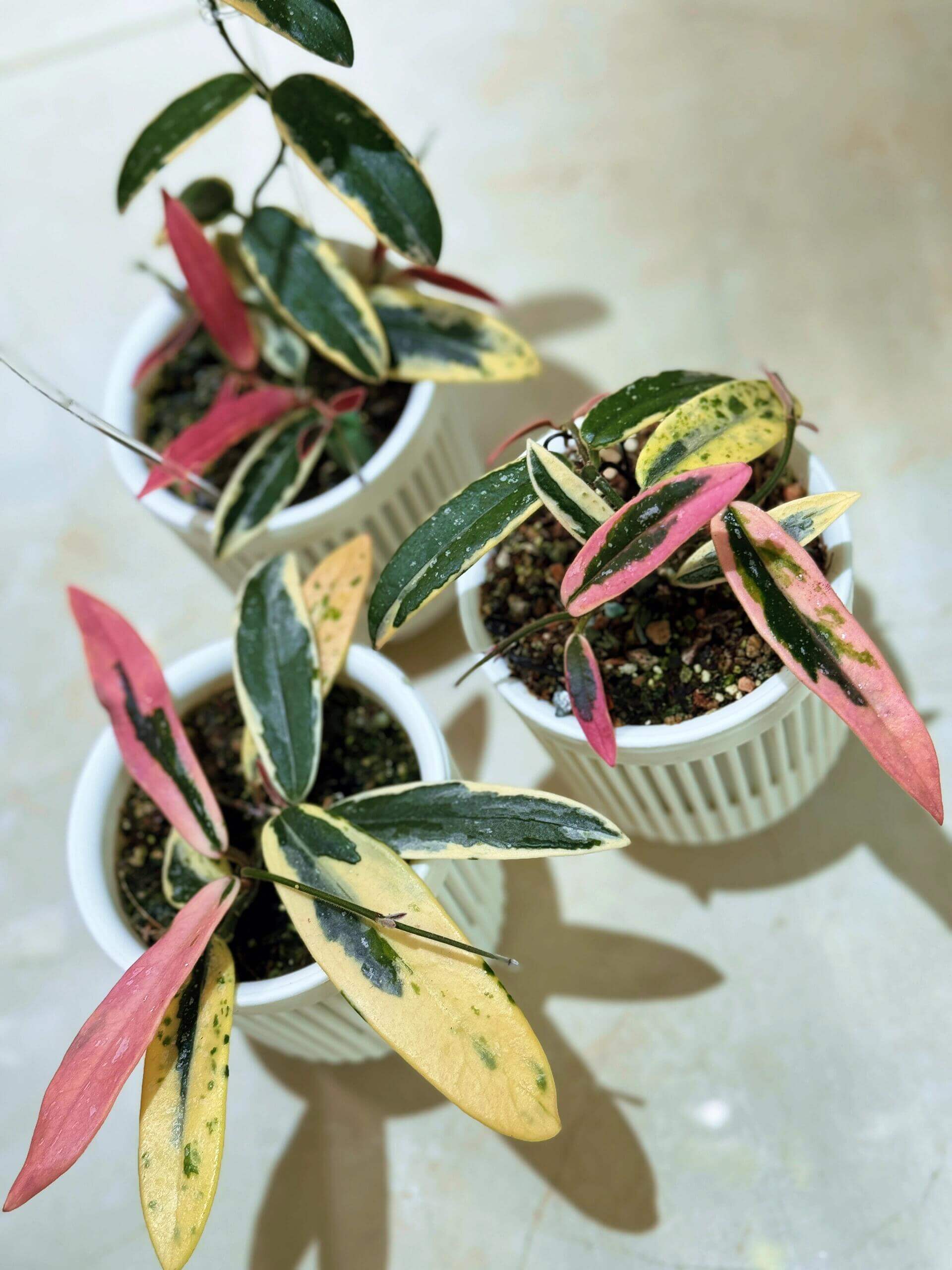 Hoya Lyi 'Prism' for Sale – Begin With Plants