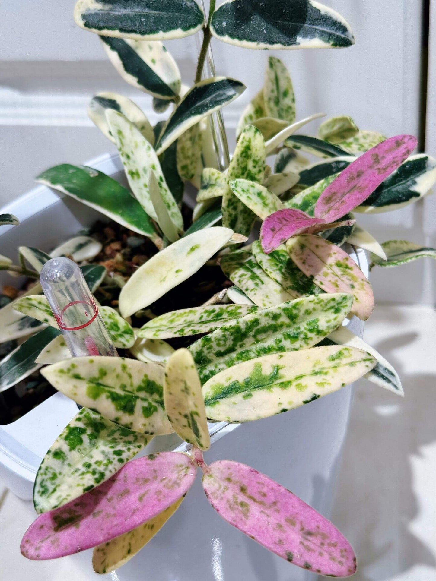 Hoya Lyi ‘Prism’ is a rare and captivating outer-variegated cultivar of the Hoya lyi species. Its thick, glossy dark-green leaves are edged with striking shades of yellow, white, or pink variegation. On some leaves, the variegation extends irregularly toward the center, creating a unique, mosaic-like pattern reminiscent of marbled or virus-like speckling. Compact in growth, this variety is perfect for smaller pots or hanging displays.