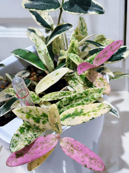 Hoya Lyi ‘Prism’ is a rare and captivating outer-variegated cultivar of the Hoya lyi species. Its thick, glossy dark-green leaves are edged with striking shades of yellow, white, or pink variegation. On some leaves, the variegation extends irregularly toward the center, creating a unique, mosaic-like pattern reminiscent of marbled or virus-like speckling. Compact in growth, this variety is perfect for smaller pots or hanging displays.