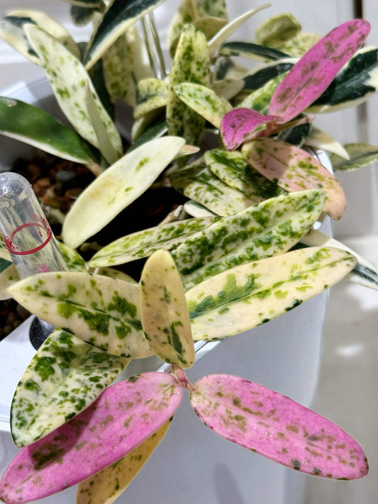 Hoya Lyi ‘Prism’ is a rare and captivating outer-variegated cultivar of the Hoya lyi species. Its thick, glossy dark-green leaves are edged with striking shades of yellow, white, or pink variegation. On some leaves, the variegation extends irregularly toward the center, creating a unique, mosaic-like pattern reminiscent of marbled or virus-like speckling. Compact in growth, this variety is perfect for smaller pots or hanging displays.