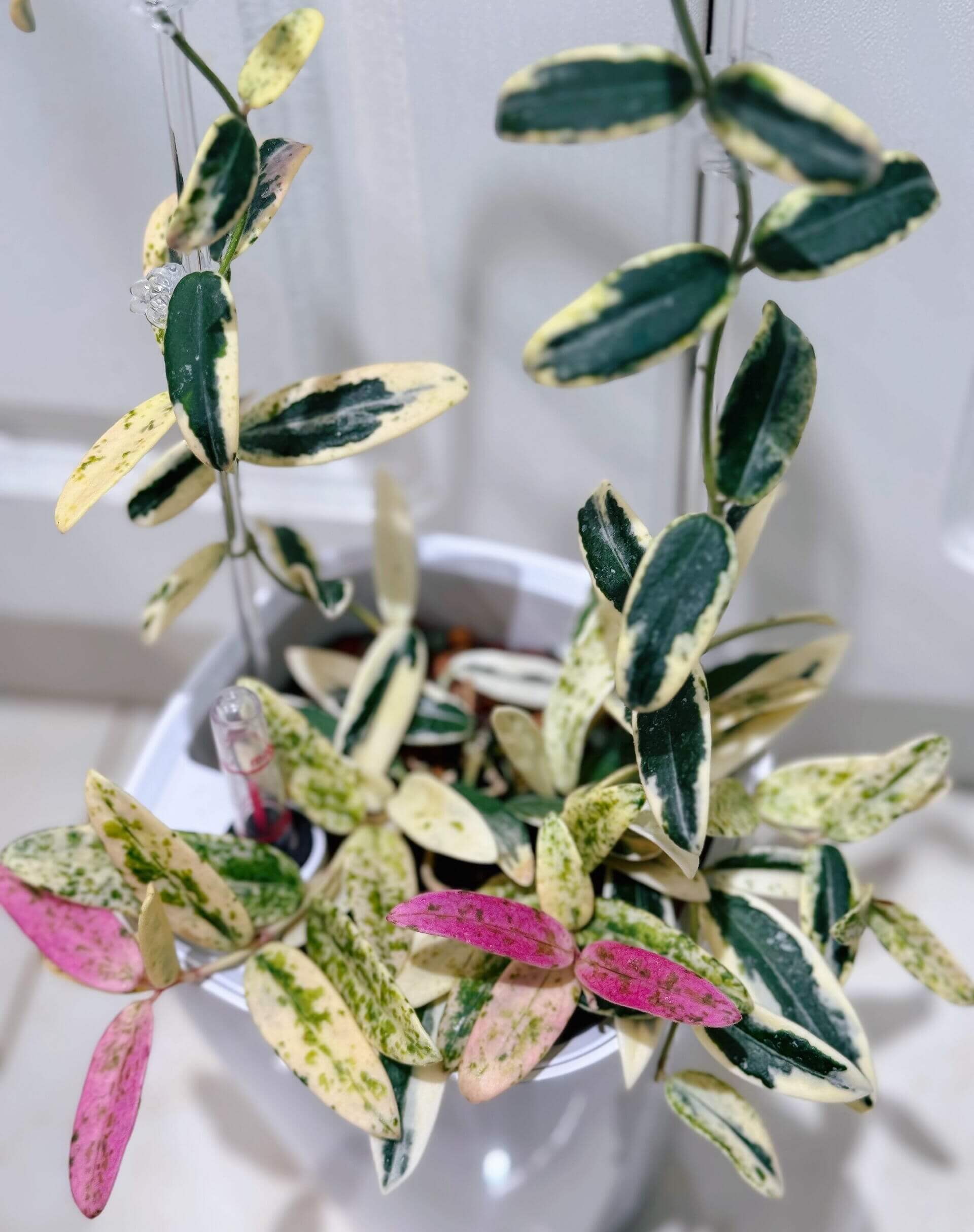 Hoya Lyi 'Prism' for Sale – Begin With Plants