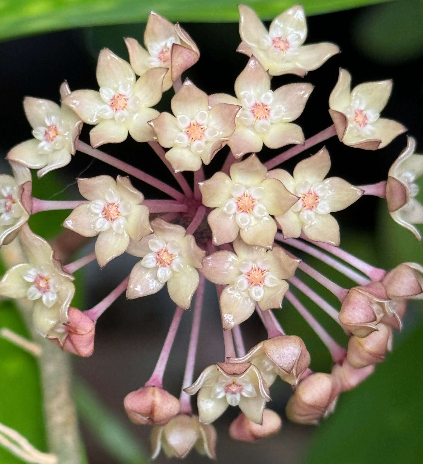 Hoya Macrophylla Inner Variegated features inner variegation, with the center of each leaf displaying cream-yellow tones while the edges remain rich green. The leaves are thick, textured, and somewhat leathery with prominent veining, giving the plant a striking appearance. As a vining or trailing species, it can be trained to climb with support or allowed to hang naturally.