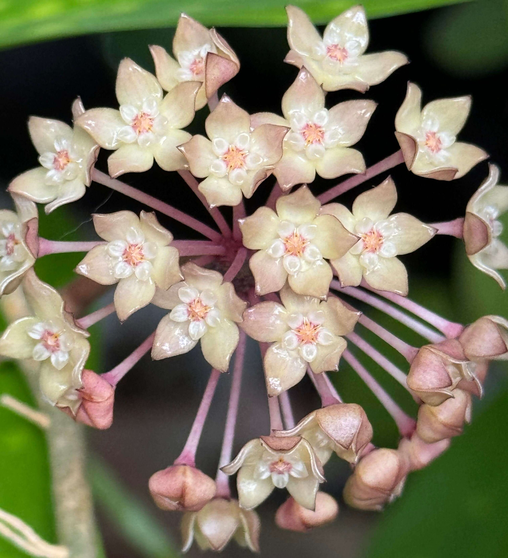 Hoya Macrophylla Inner Variegated features inner variegation, with the center of each leaf displaying cream-yellow tones while the edges remain rich green. The leaves are thick, textured, and somewhat leathery with prominent veining, giving the plant a striking appearance. As a vining or trailing species, it can be trained to climb with support or allowed to hang naturally.