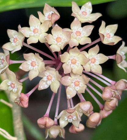 Hoya Macrophylla Inner Variegated for Sale – Begin With Plants