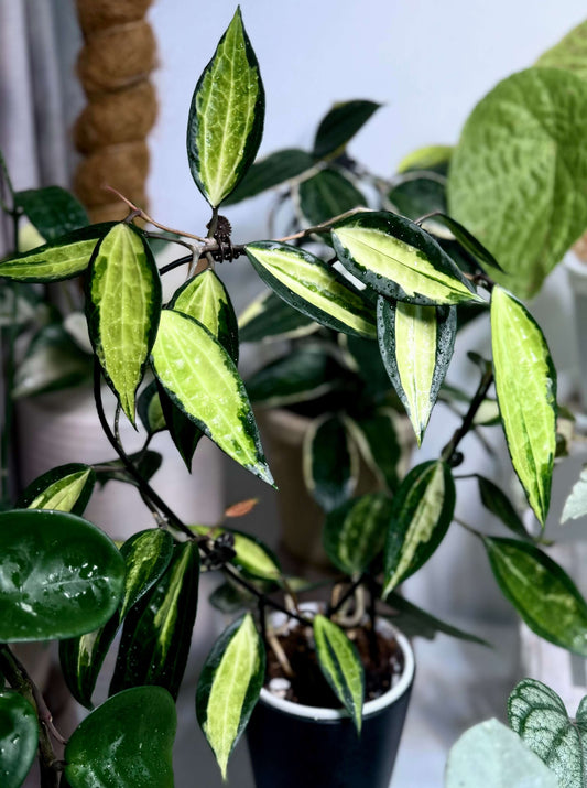 Hoya Macrophylla Inner Variegated features inner variegation, with the center of each leaf displaying cream-yellow tones while the edges remain rich green. The leaves are thick, textured, and somewhat leathery with prominent veining, giving the plant a striking appearance. As a vining or trailing species, it can be trained to climb with support or allowed to hang naturally.