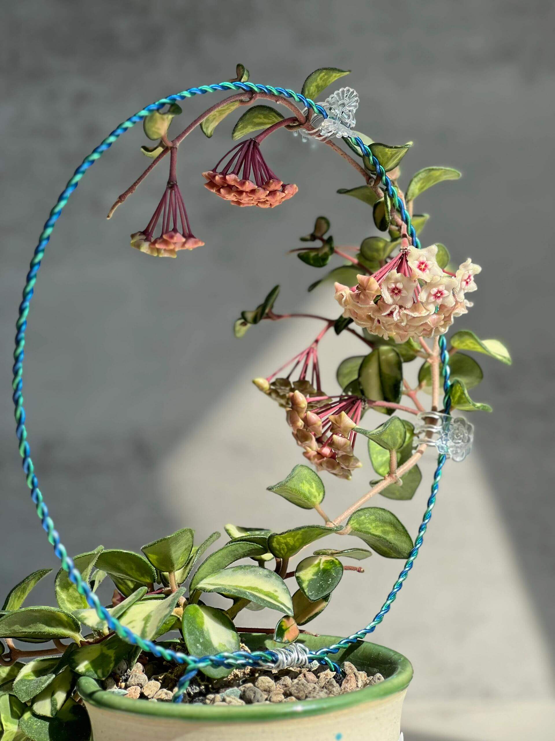 Hoya 'Mathilde Inner Variegated' for Sale – Begin With Plants