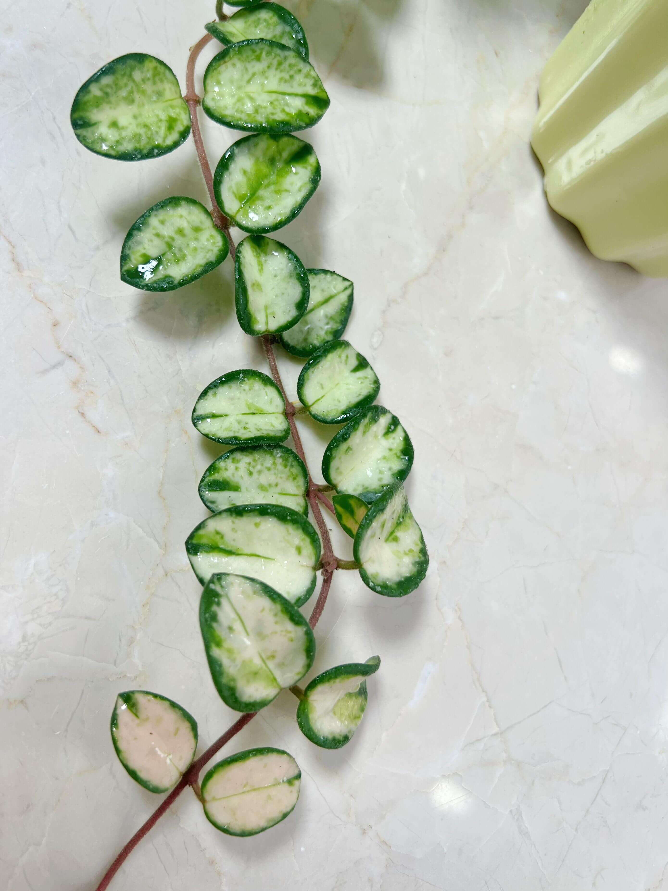 Hoya 'Mathilde Inner Variegated' for Sale – Begin With Plants