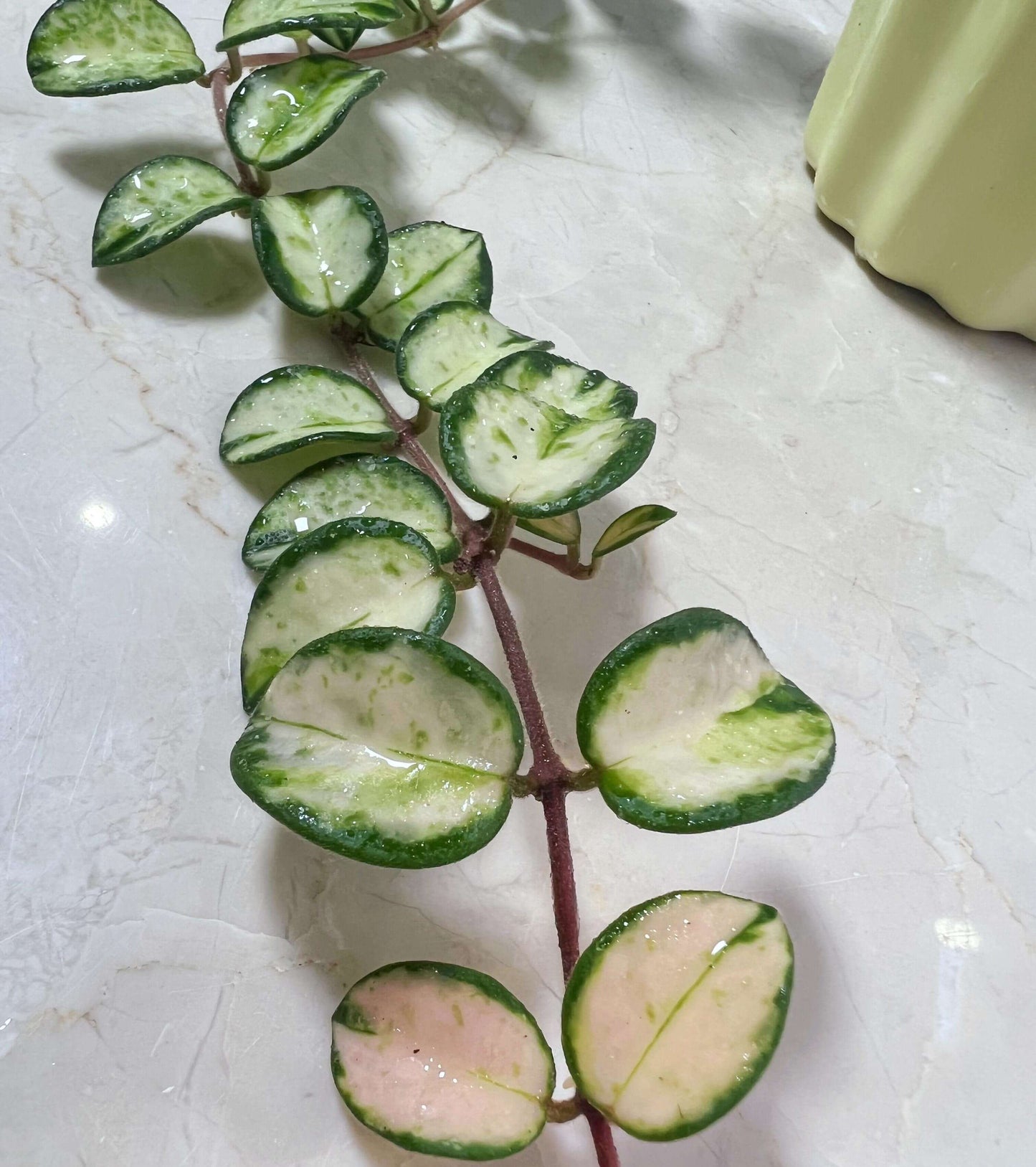 Hoya ‘Mathilde Inner Variegated’ is a rare variegated form of the hybrid Hoya ‘Mathilde’ (Hoya carnosa × Hoya serpens). Unlike the standard green type, this cultivar displays striking inner variegation, with creamy yellow to pale centers contrasted by green leaf margins. The plant has small, rounded, slightly succulent leaves and a compact, trailing growth habit, making it suitable for baskets or pots.