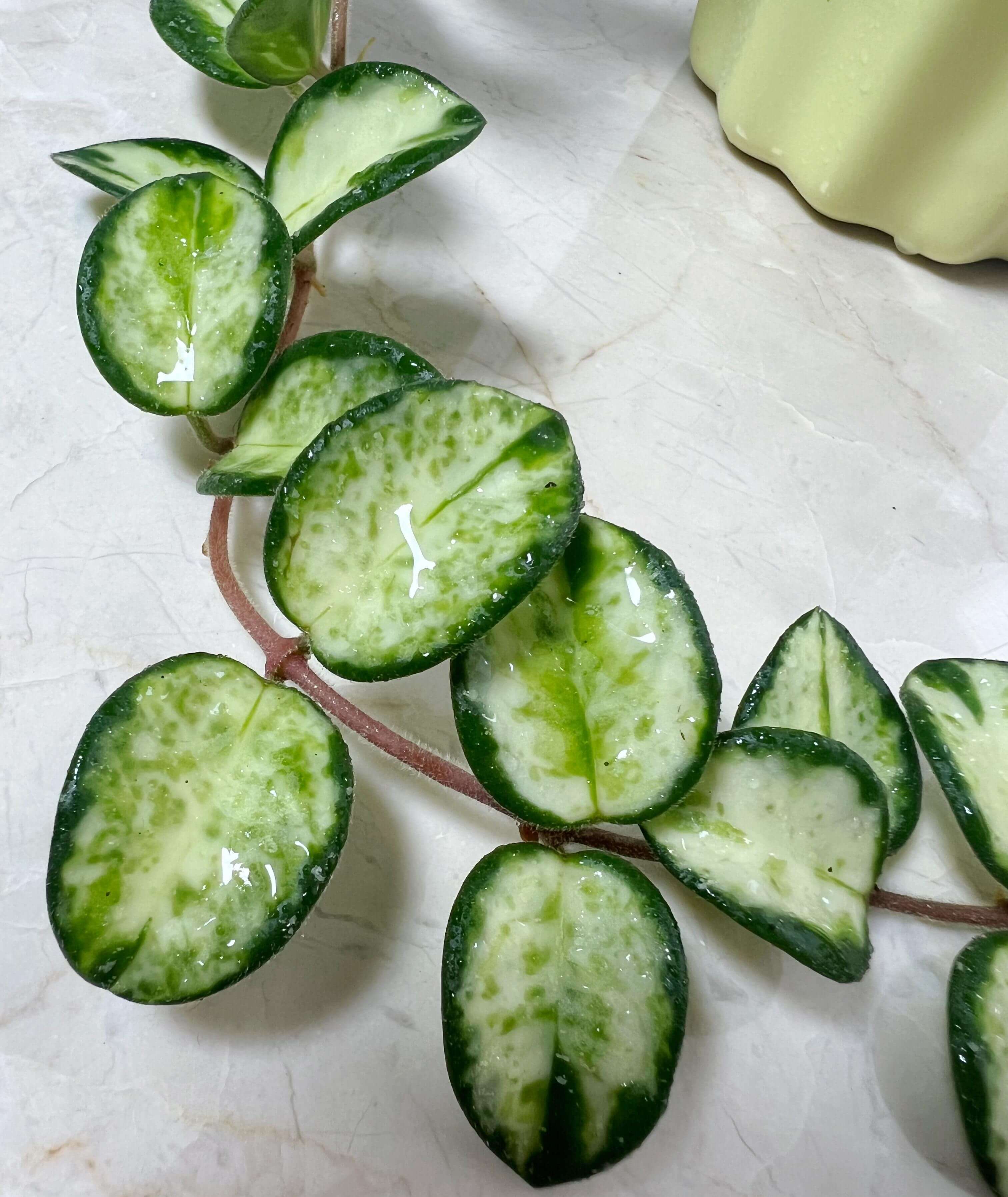 Hoya 'Mathilde Inner Variegated' for Sale – Begin With Plants
