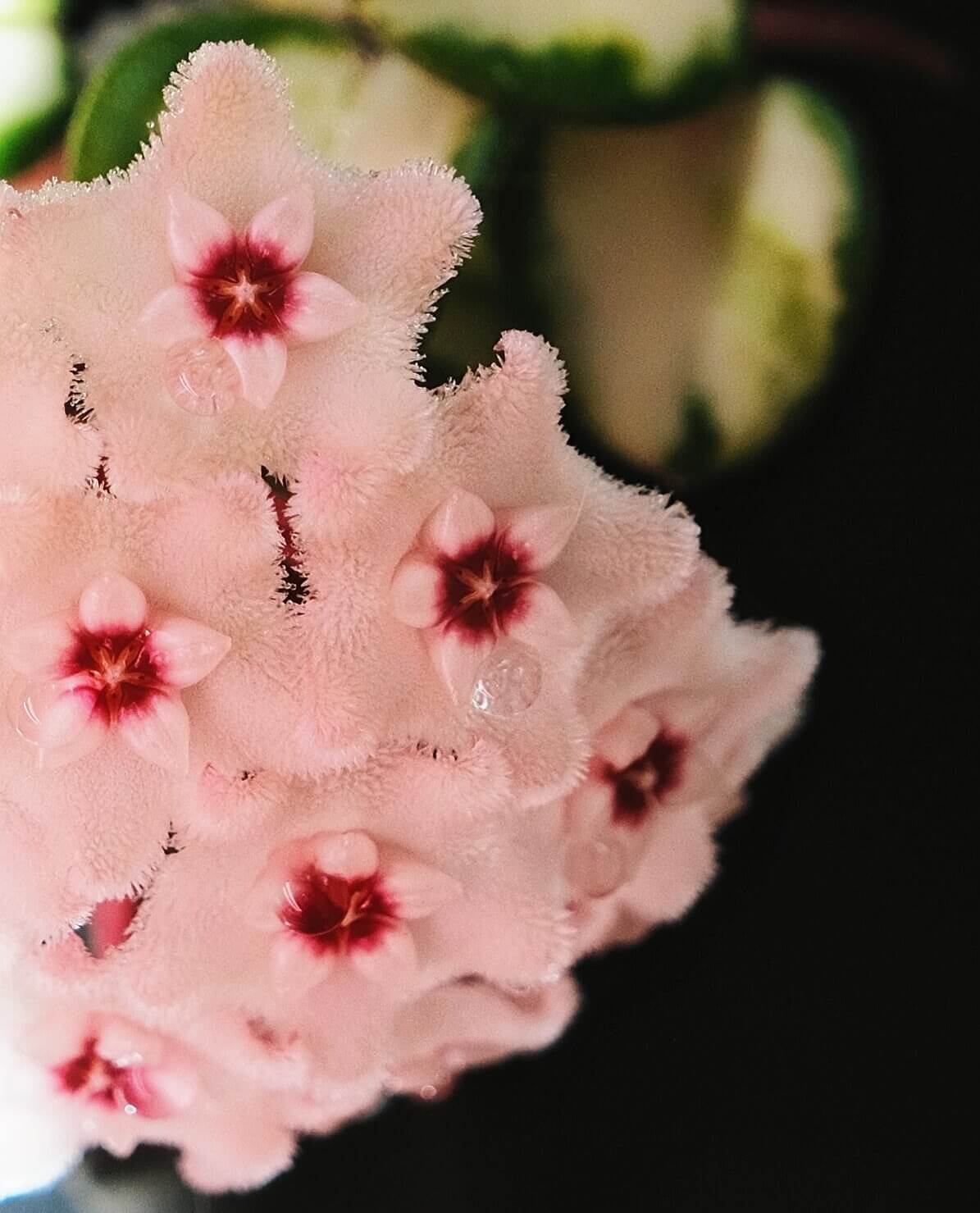 Hoya 'Mathilde Inner Variegated' for Sale – Begin With Plants