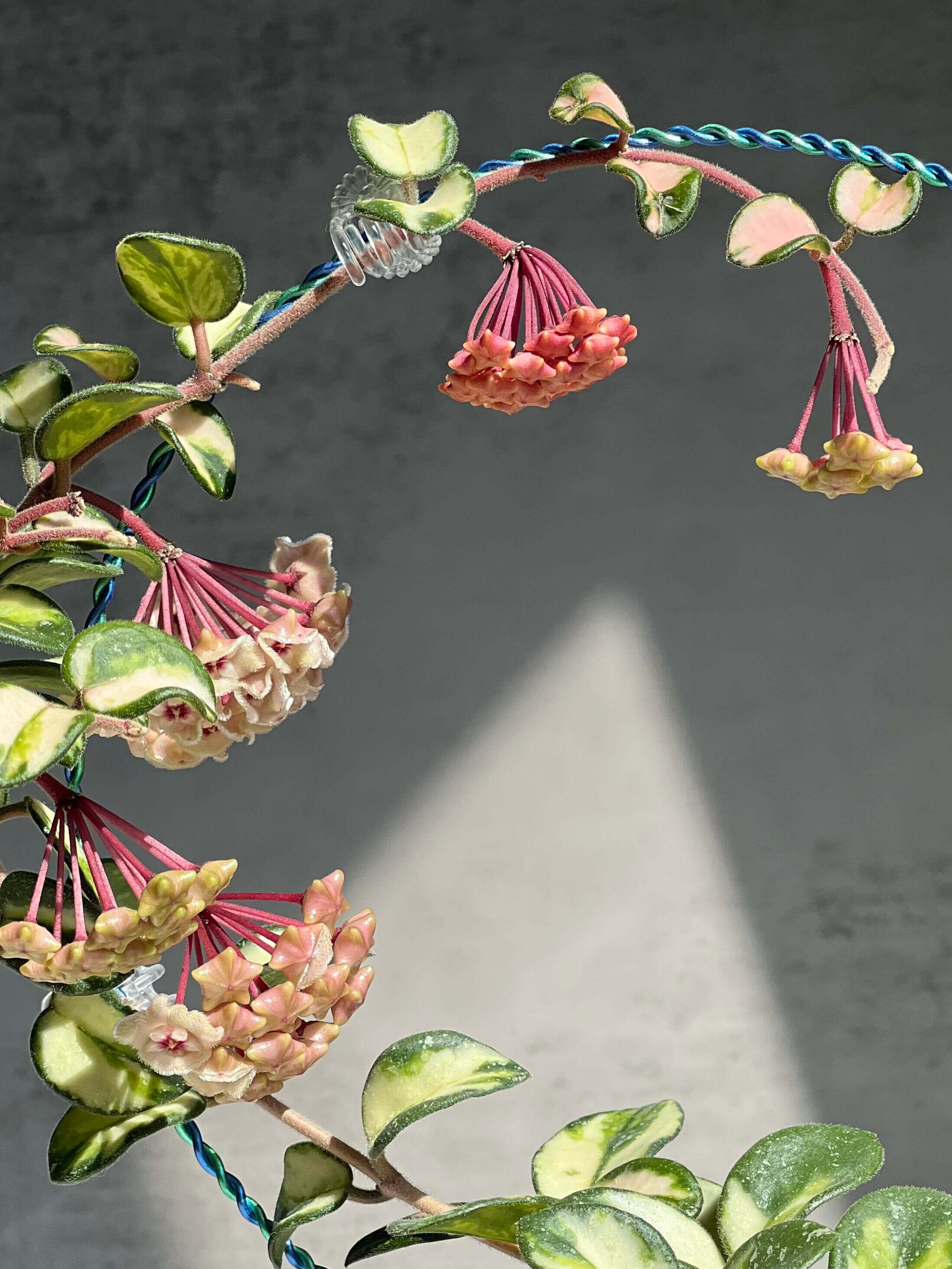 Hoya 'Mathilde Inner Variegated' for Sale – Begin With Plants