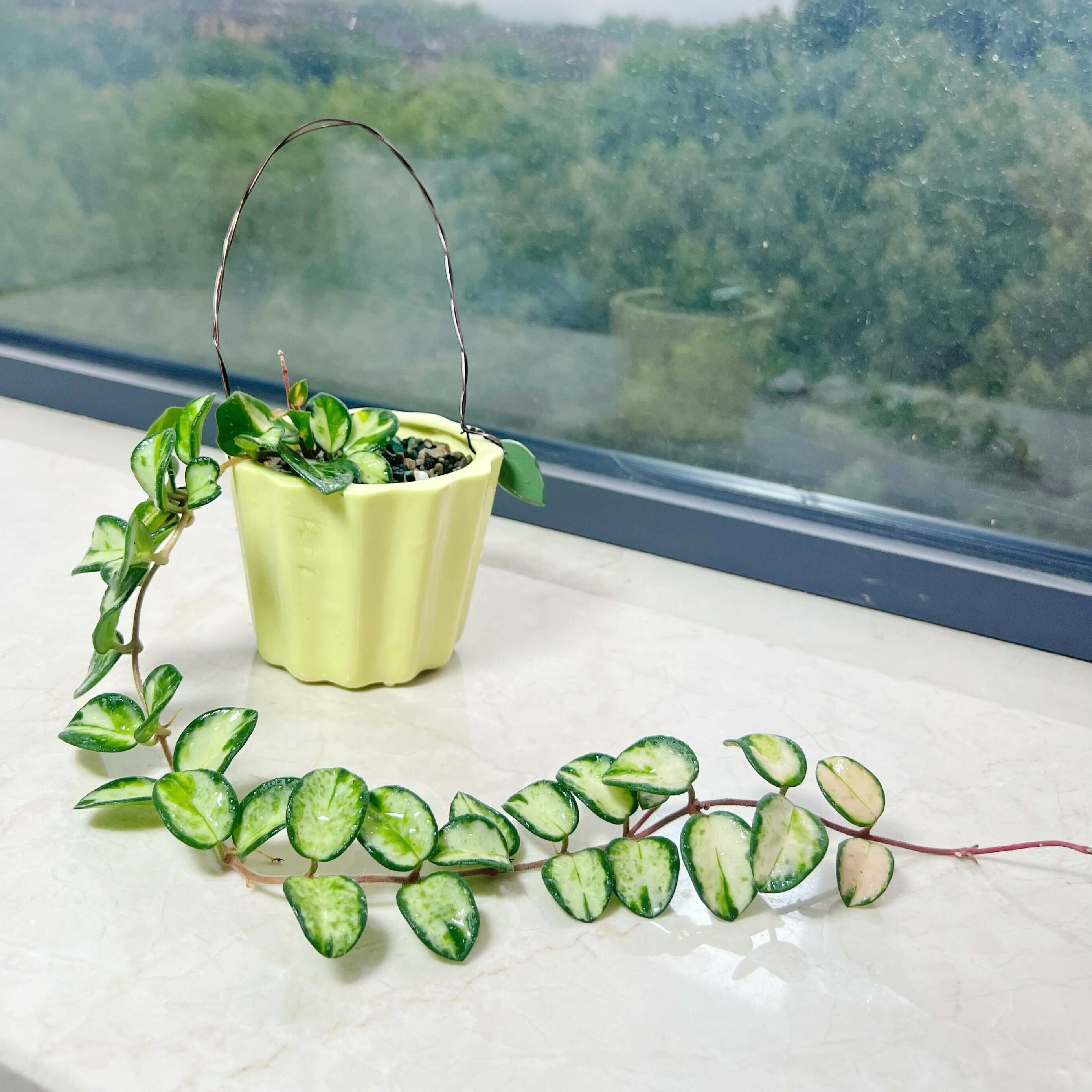 Hoya 'Mathilde Inner Variegated' for Sale – Begin With Plants