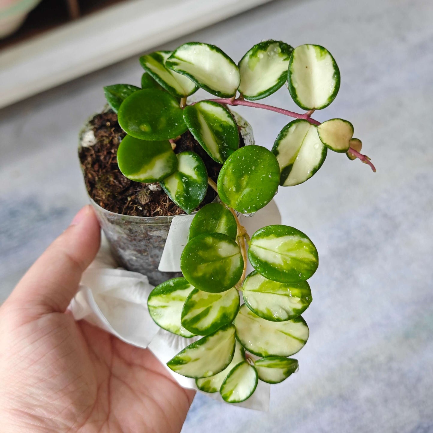 Hoya ‘Mathilde Inner Variegated’ is a rare variegated form of the hybrid Hoya ‘Mathilde’ (Hoya carnosa × Hoya serpens). Unlike the standard green type, this cultivar displays striking inner variegation, with creamy yellow to pale centers contrasted by green leaf margins. The plant has small, rounded, slightly succulent leaves and a compact, trailing growth habit, making it suitable for baskets or pots.