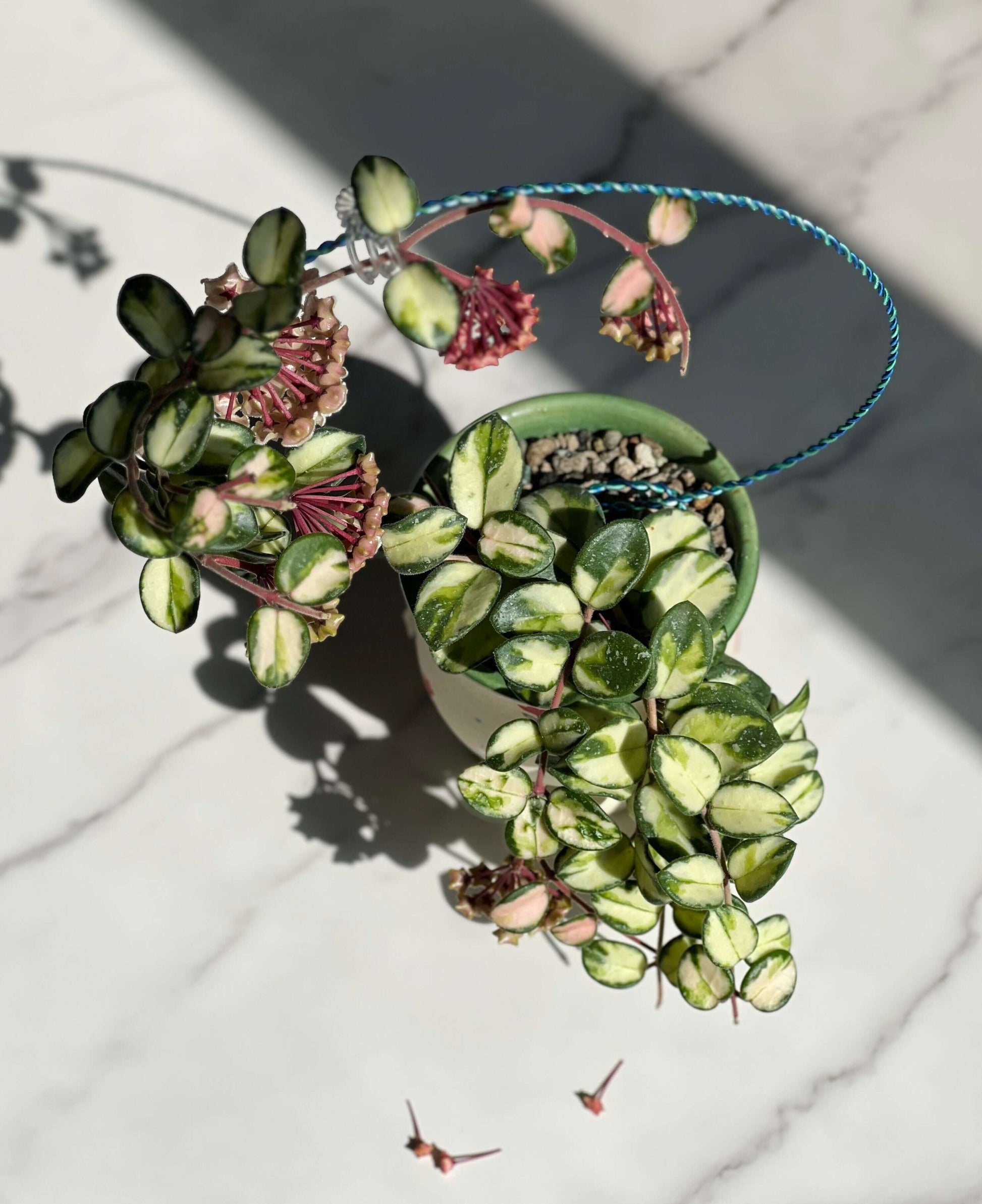 Hoya ‘Mathilde Inner Variegated’ is a rare variegated form of the hybrid Hoya ‘Mathilde’ (Hoya carnosa × Hoya serpens). Unlike the standard green type, this cultivar displays striking inner variegation, with creamy yellow to pale centers contrasted by green leaf margins. The plant has small, rounded, slightly succulent leaves and a compact, trailing growth habit, making it suitable for baskets or pots.