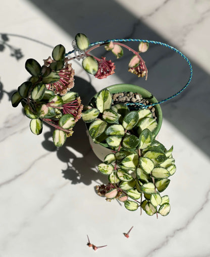 Hoya ‘Mathilde Inner Variegated’ is a rare variegated form of the hybrid Hoya ‘Mathilde’ (Hoya carnosa × Hoya serpens). Unlike the standard green type, this cultivar displays striking inner variegation, with creamy yellow to pale centers contrasted by green leaf margins. The plant has small, rounded, slightly succulent leaves and a compact, trailing growth habit, making it suitable for baskets or pots.