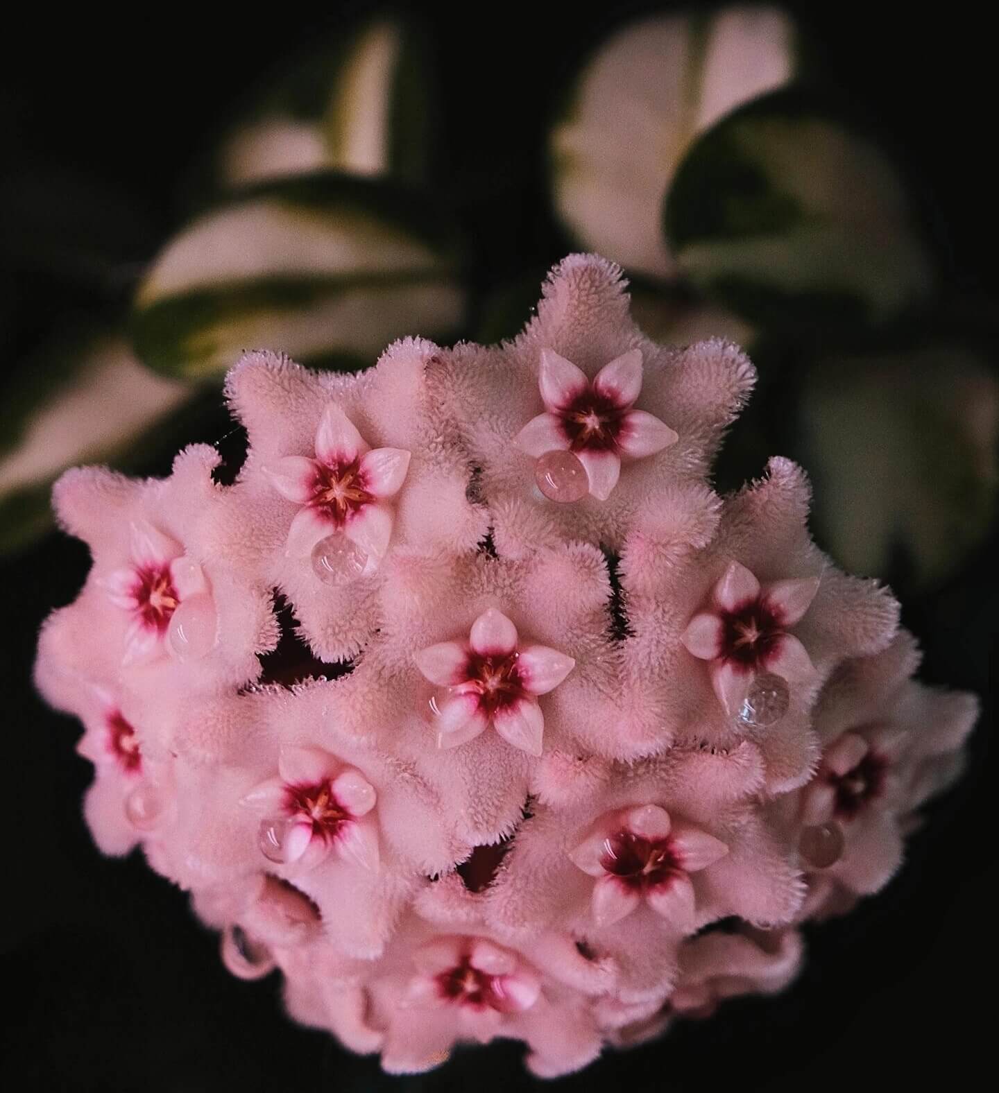 Hoya ‘Mathilde Inner Variegated’ is a rare variegated form of the hybrid Hoya ‘Mathilde’ (Hoya carnosa × Hoya serpens). Unlike the standard green type, this cultivar displays striking inner variegation, with creamy yellow to pale centers contrasted by green leaf margins. The plant has small, rounded, slightly succulent leaves and a compact, trailing growth habit, making it suitable for baskets or pots.