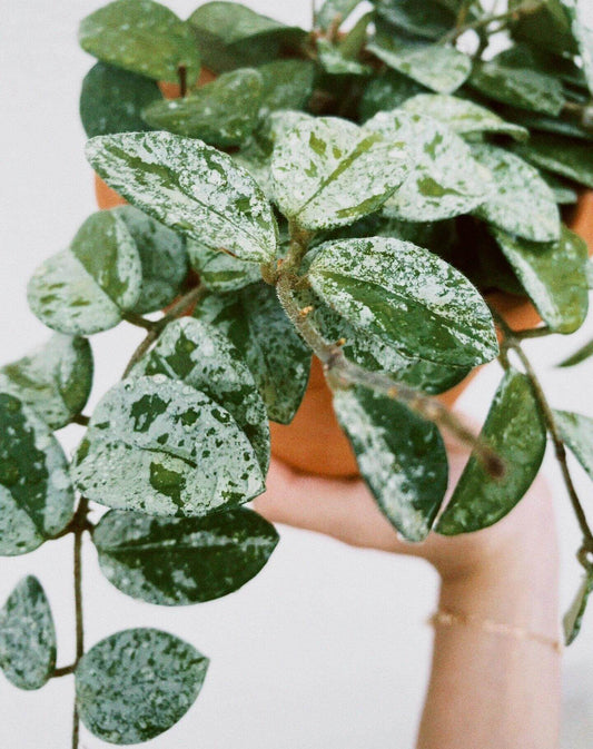 Hoya ‘Mathilde Splash’ is a hybrid of Hoya carnosa × Hoya serpens. It is prized for its small, ovate/fleshy leaves that are green but heavily “splashed” with silver or white markings (the “splash” effect). When mature, it can produce clusters of fragrant, star-shaped flowers—often white or pale pink with a contrasting center.