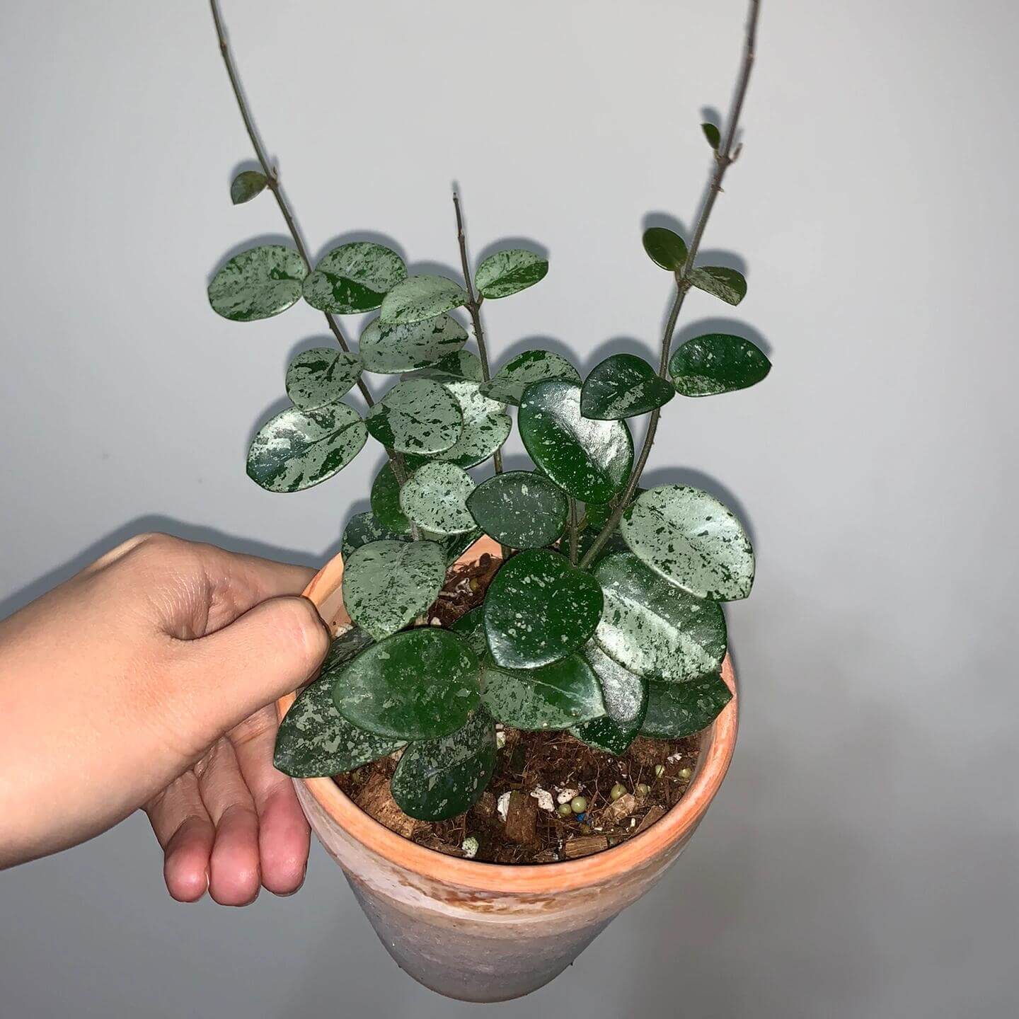 Hoya ‘Mathilde Splash’ is a hybrid of Hoya carnosa × Hoya serpens. It is prized for its small, ovate/fleshy leaves that are green but heavily “splashed” with silver or white markings (the “splash” effect). When mature, it can produce clusters of fragrant, star-shaped flowers—often white or pale pink with a contrasting center.