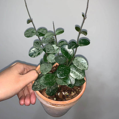 Hoya ‘Mathilde Splash’ is a hybrid of Hoya carnosa × Hoya serpens. It is prized for its small, ovate/fleshy leaves that are green but heavily “splashed” with silver or white markings (the “splash” effect). When mature, it can produce clusters of fragrant, star-shaped flowers—often white or pale pink with a contrasting center.