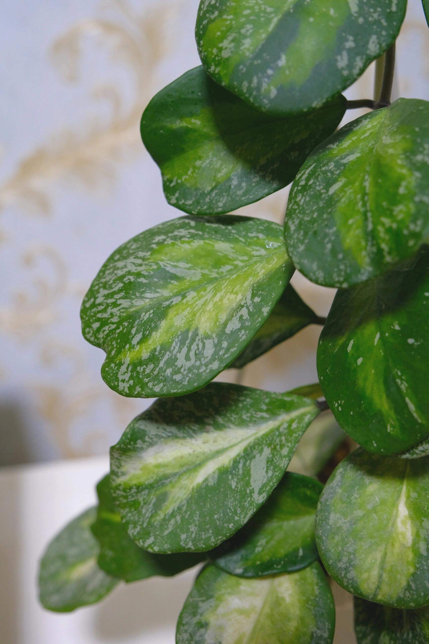 Hoya obovata Inner Variegated Splash is a rare and highly decorative variant of Hoya obovata, featuring its signature thick, round to oval leaves enhanced by a striking inner variegation of creamy-yellow to lime hues surrounded by deep green edges, complemented by splash-style silver-white flecks across the leaf surface.