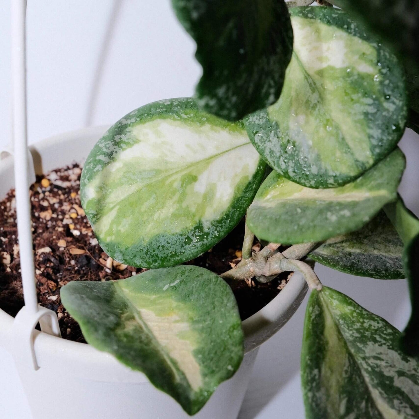 Hoya obovata Inner Variegated Splash is a rare and highly decorative variant of Hoya obovata, featuring its signature thick, round to oval leaves enhanced by a striking inner variegation of creamy-yellow to lime hues surrounded by deep green edges, complemented by splash-style silver-white flecks across the leaf surface.