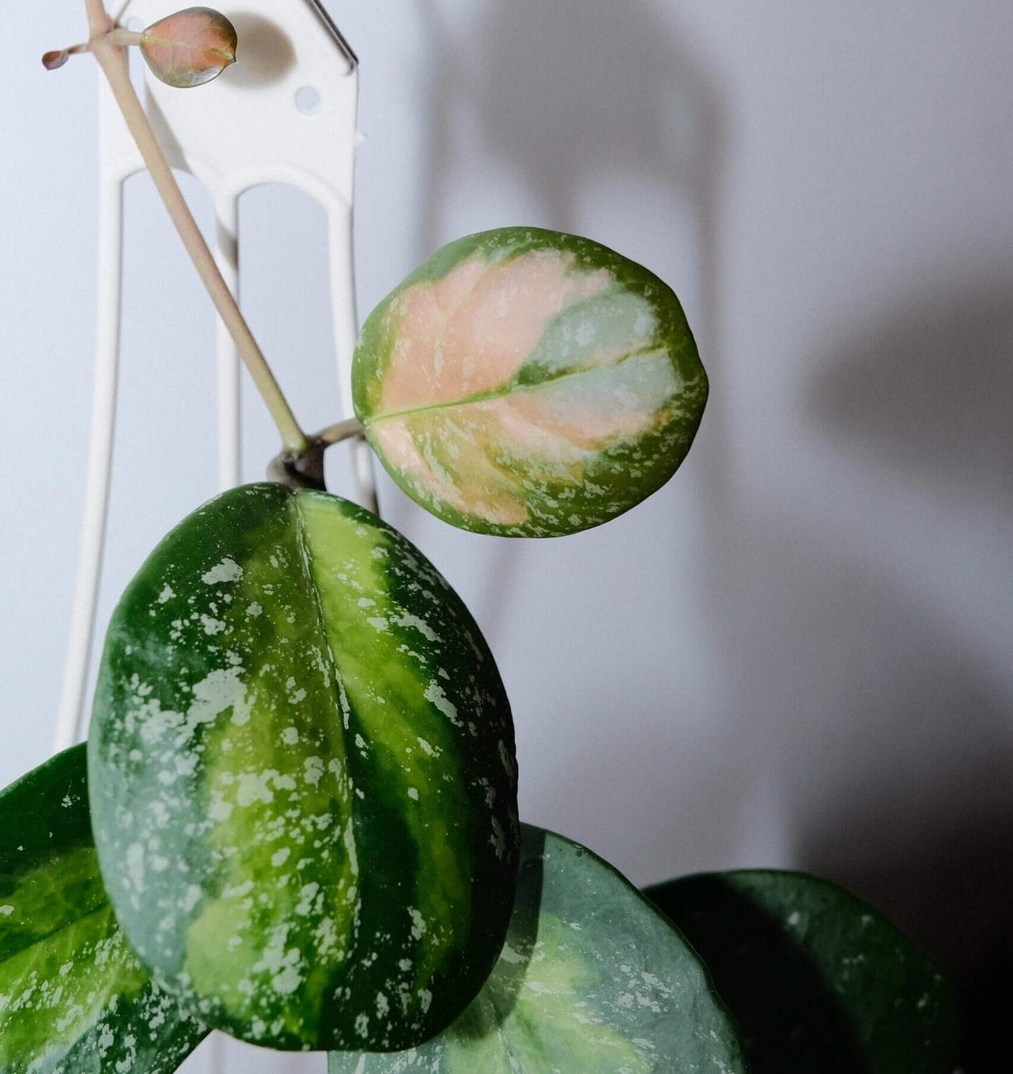 Hoya obovata Inner Variegated Splash is a rare and highly decorative variant of Hoya obovata, featuring its signature thick, round to oval leaves enhanced by a striking inner variegation of creamy-yellow to lime hues surrounded by deep green edges, complemented by splash-style silver-white flecks across the leaf surface.