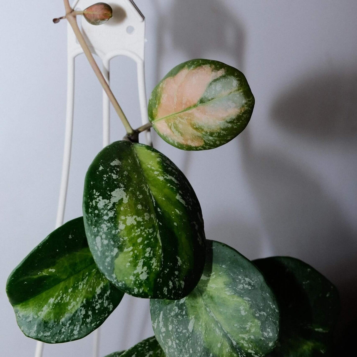 Hoya obovata Inner Variegated Splash is a rare and highly decorative variant of Hoya obovata, featuring its signature thick, round to oval leaves enhanced by a striking inner variegation of creamy-yellow to lime hues surrounded by deep green edges, complemented by splash-style silver-white flecks across the leaf surface.