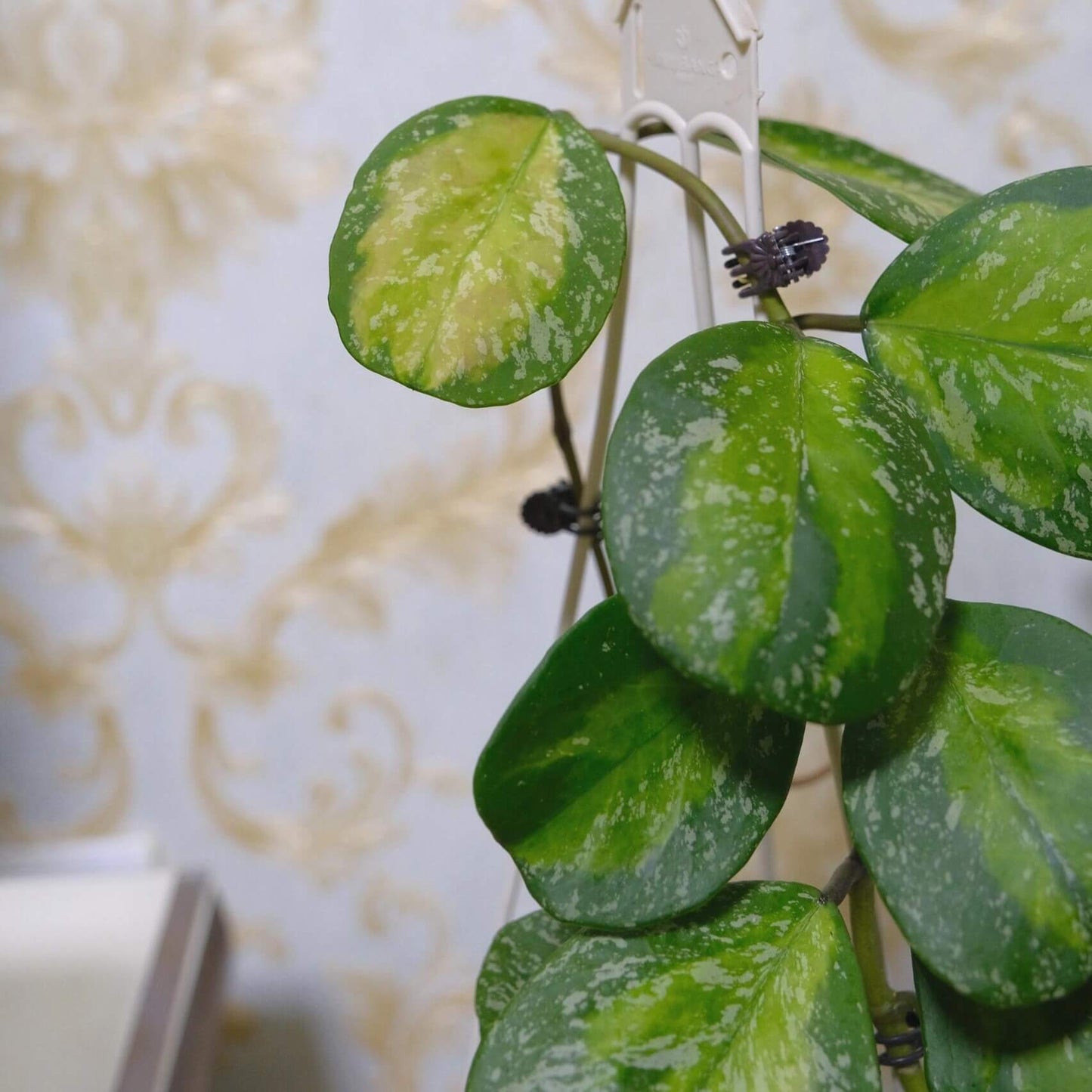 Hoya obovata Inner Variegated Splash is a rare and highly decorative variant of Hoya obovata, featuring its signature thick, round to oval leaves enhanced by a striking inner variegation of creamy-yellow to lime hues surrounded by deep green edges, complemented by splash-style silver-white flecks across the leaf surface.