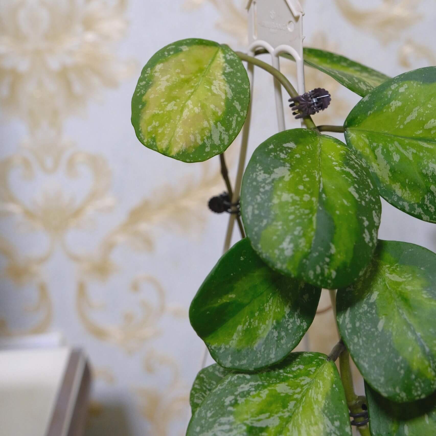 Hoya obovata Inner Variegated Splash is a rare and highly decorative variant of Hoya obovata, featuring its signature thick, round to oval leaves enhanced by a striking inner variegation of creamy-yellow to lime hues surrounded by deep green edges, complemented by splash-style silver-white flecks across the leaf surface.
