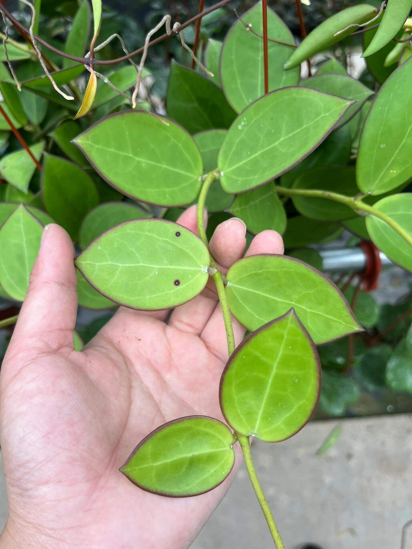 Hoya Para is a graceful wax plant admired for its smooth, deep green leaves and the subtle dark reddish-purple shading that lightly tints the leaf edges. Its blooms are especially captivating—tiny, star-shaped flowers with creamy-white petals and a yellow center, forming tight, symmetrical clusters that resemble delicate sugar-crafted ornaments.