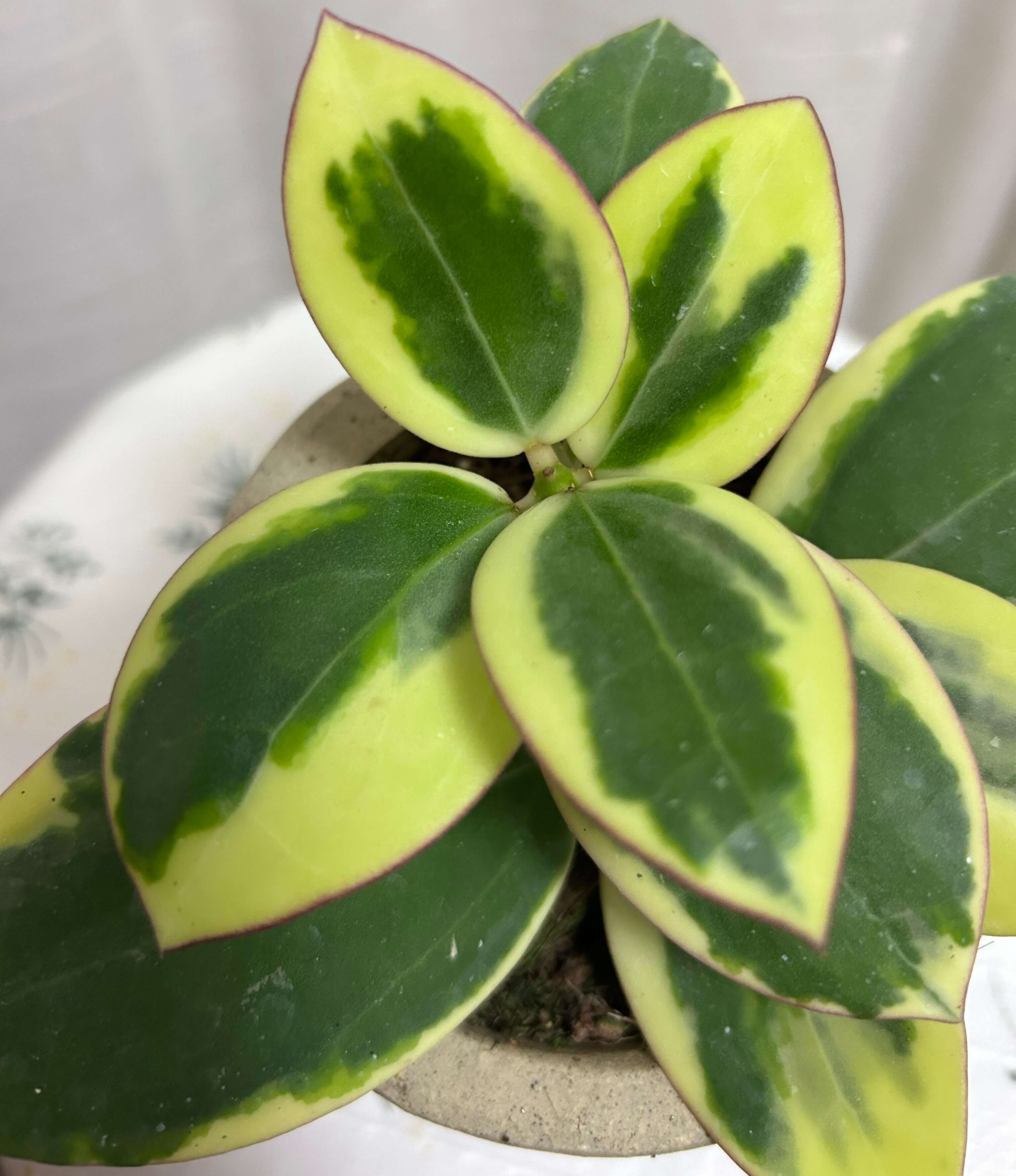 Hoya Para Outer Variegated Albomarginata for Sale – Begin With Plants