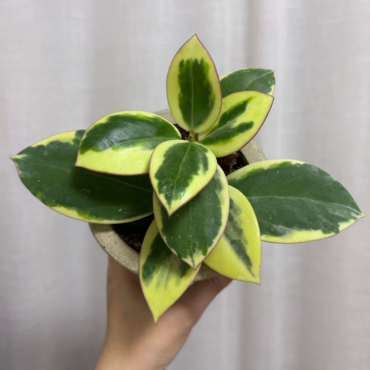 Hoya Para Outer Variegated Albomarginata features thick green leaves with striking creamy-white to pale yellow outer margins (the “albomarginata” variegation). The plant grows as a trailing or climbing vine, making it perfect for hanging baskets or elevated displays.