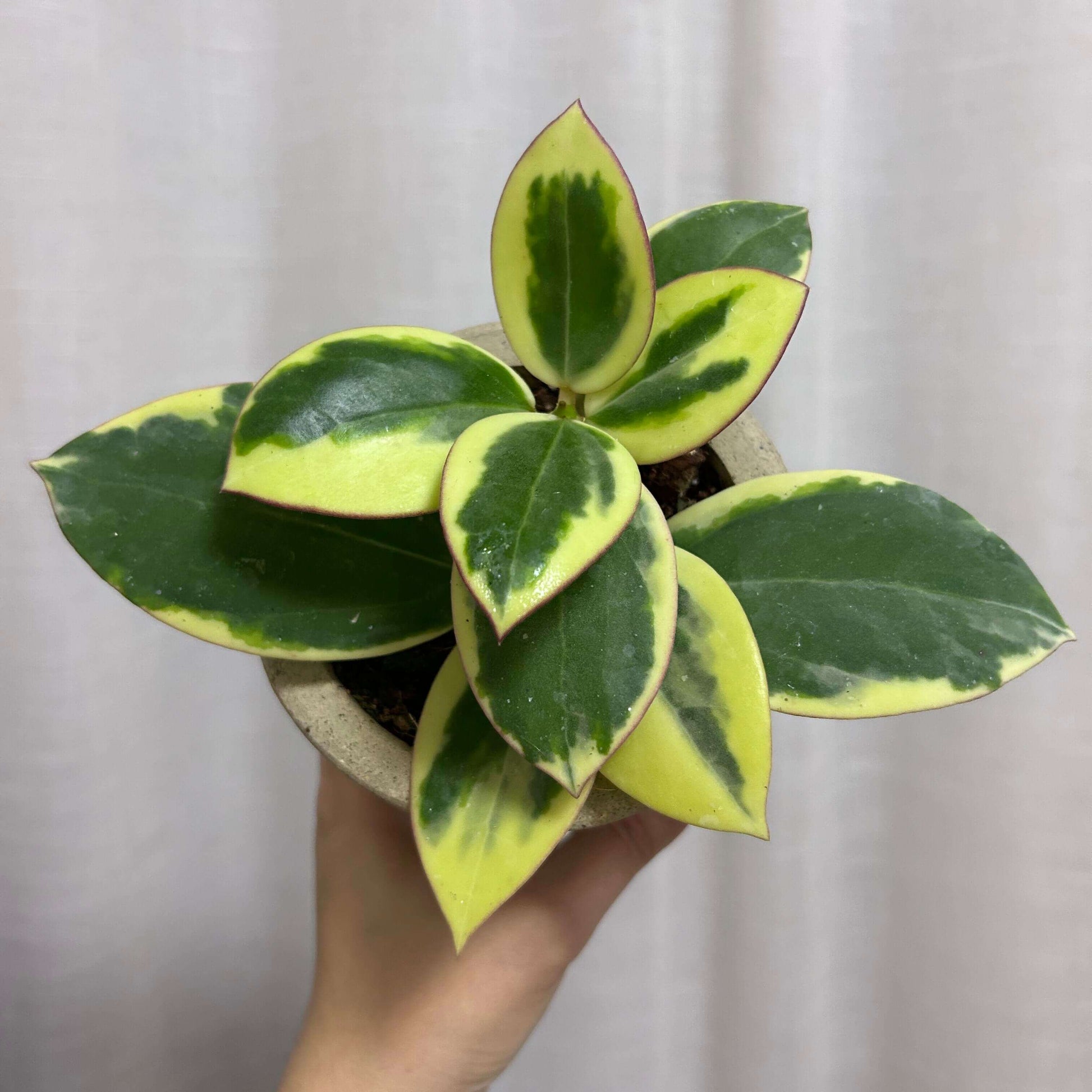 Hoya Para Outer Variegated Albomarginata features thick green leaves with striking creamy-white to pale yellow outer margins (the “albomarginata” variegation). The plant grows as a trailing or climbing vine, making it perfect for hanging baskets or elevated displays.