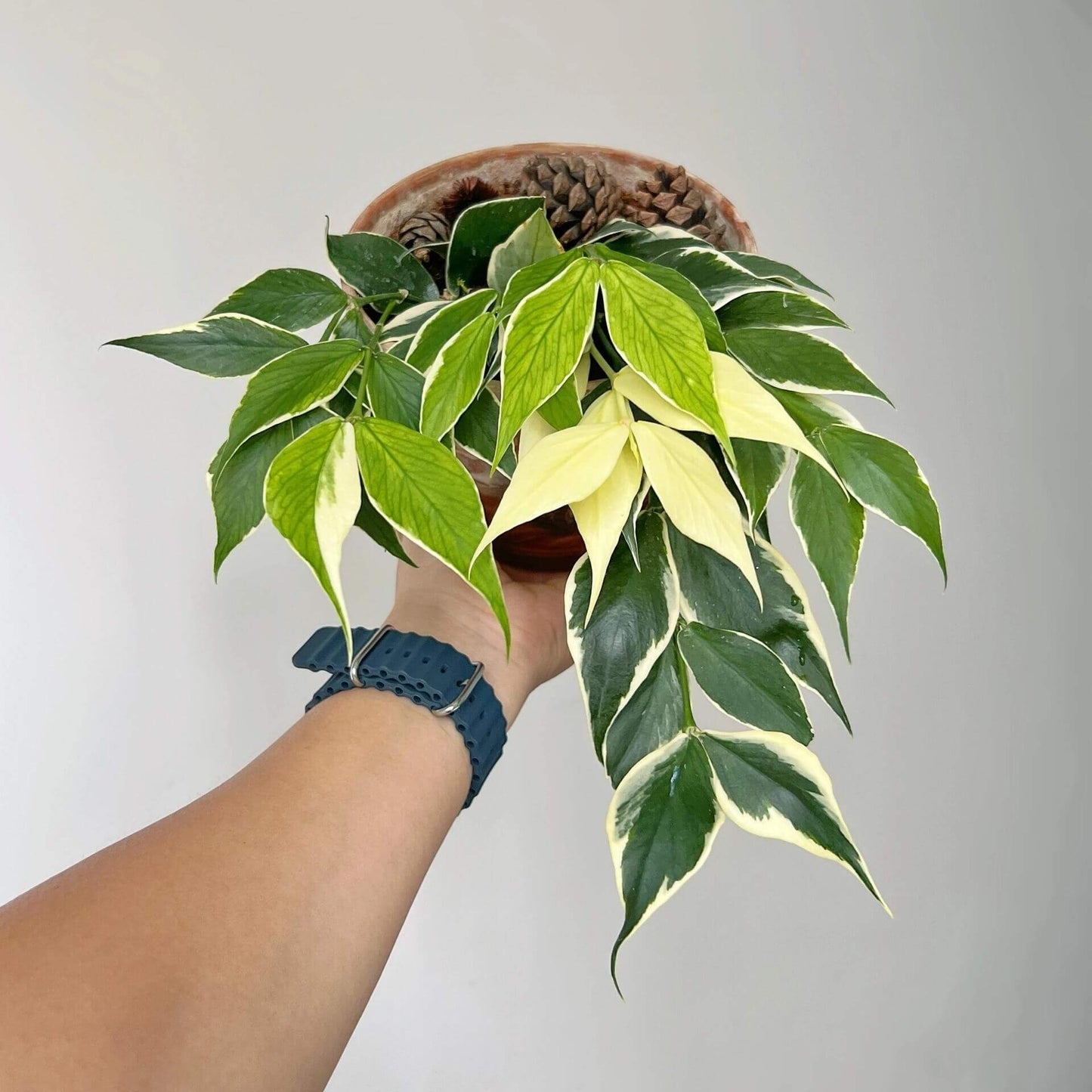 Hoya polyneura ‘Albomarginata’, often called outer variegated polyneura or outer margin variegated fishtail hoya, is a beautiful trailing vine known for its thin, fishtail-shaped leaves with pronounced fishbone venation. The foliage features creamy white or pale yellow variegation along the outer edges, surrounding a deep green center, creating a striking contrast. Its elegant, cascading growth habit makes it perfect for hanging baskets or allowing to trail gracefully from shelves, adding a refined tropical