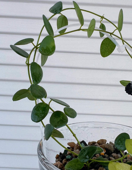 Hoya Pulleana IM02 is a rare tropical Hoya from the rainforests of Papua New Guinea / Indonesian Papua, admired for its delicate vining habit, smooth lanceolate green leaves, and elegant trailing stems that make it excellent for hanging baskets or indoor displays.