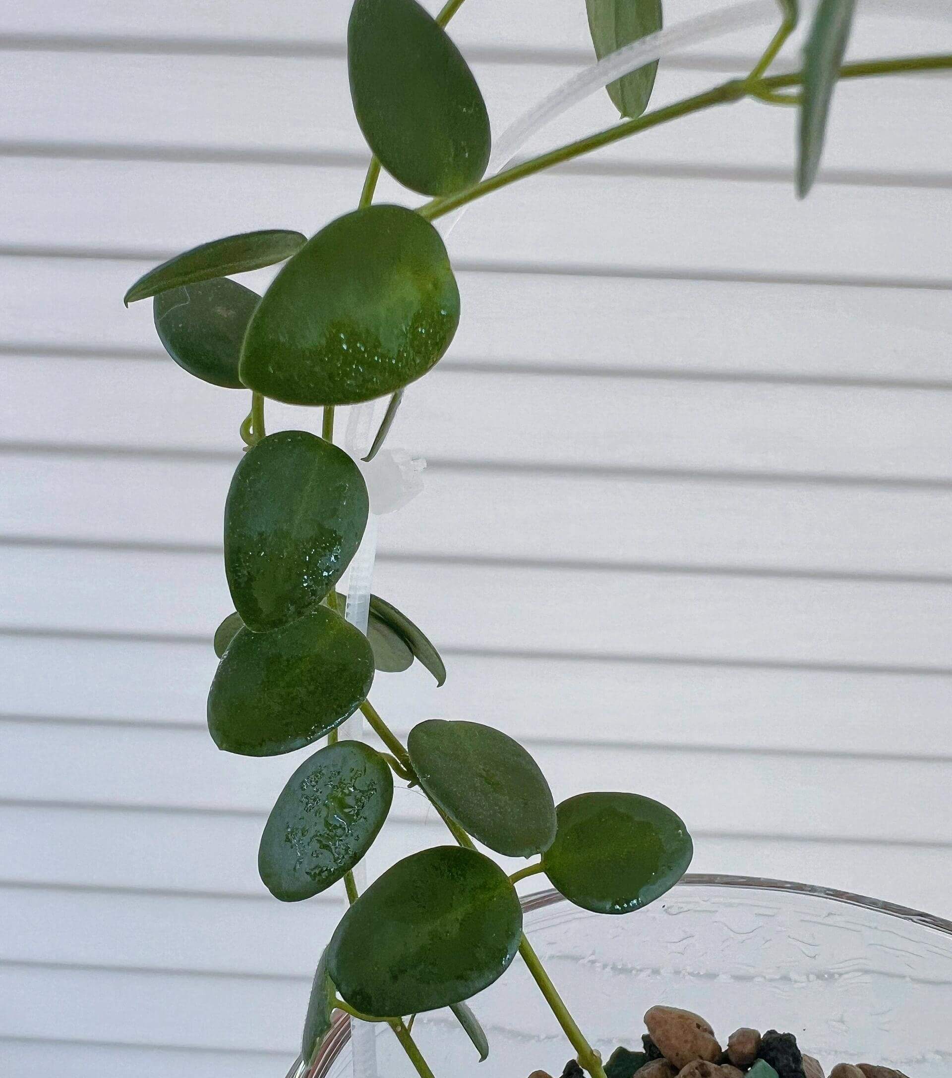 Hoya Pulleana IM02 is a rare tropical Hoya from the rainforests of Papua New Guinea / Indonesian Papua, admired for its delicate vining habit, smooth lanceolate green leaves, and elegant trailing stems that make it excellent for hanging baskets or indoor displays.