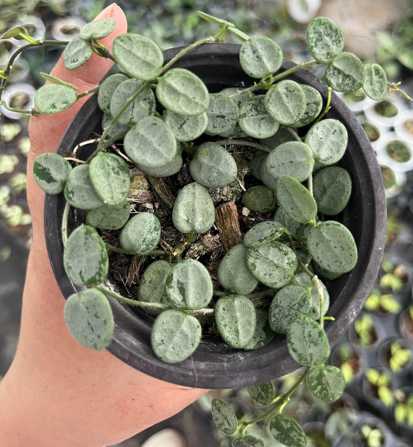 Hoya Serpens Silver is a cultivar/variant of Hoya serpens distinguished by its more pronounced silver-variegation or “high silver” leaves. It retains the miniature, trailing habit of the species, with very small round, fuzzy leaves that may appear nearly or completely silver under favorable light.