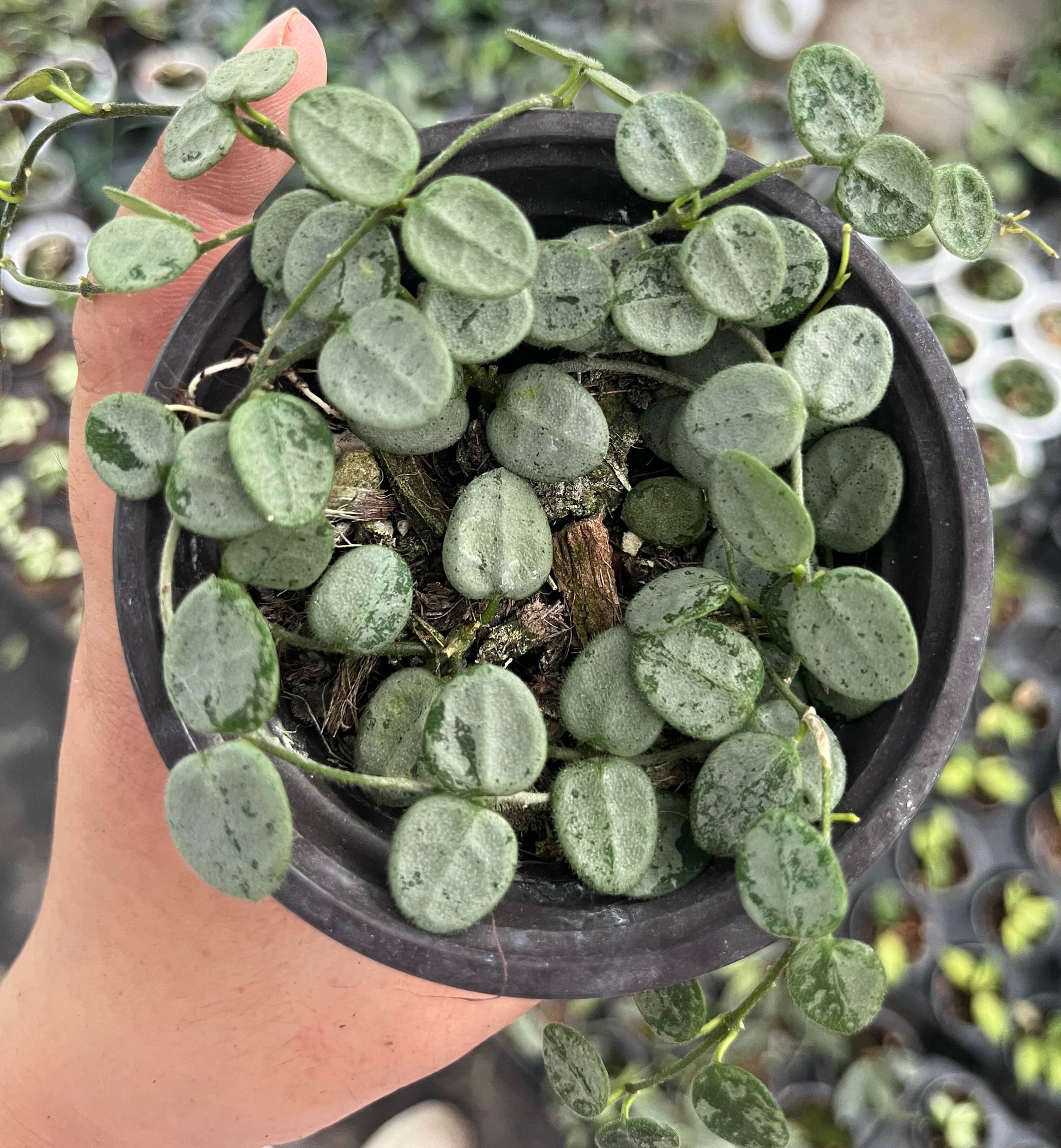 Hoya Serpens Silver is a cultivar/variant of Hoya serpens distinguished by its more pronounced silver-variegation or “high silver” leaves. It retains the miniature, trailing habit of the species, with very small round, fuzzy leaves that may appear nearly or completely silver under favorable light.