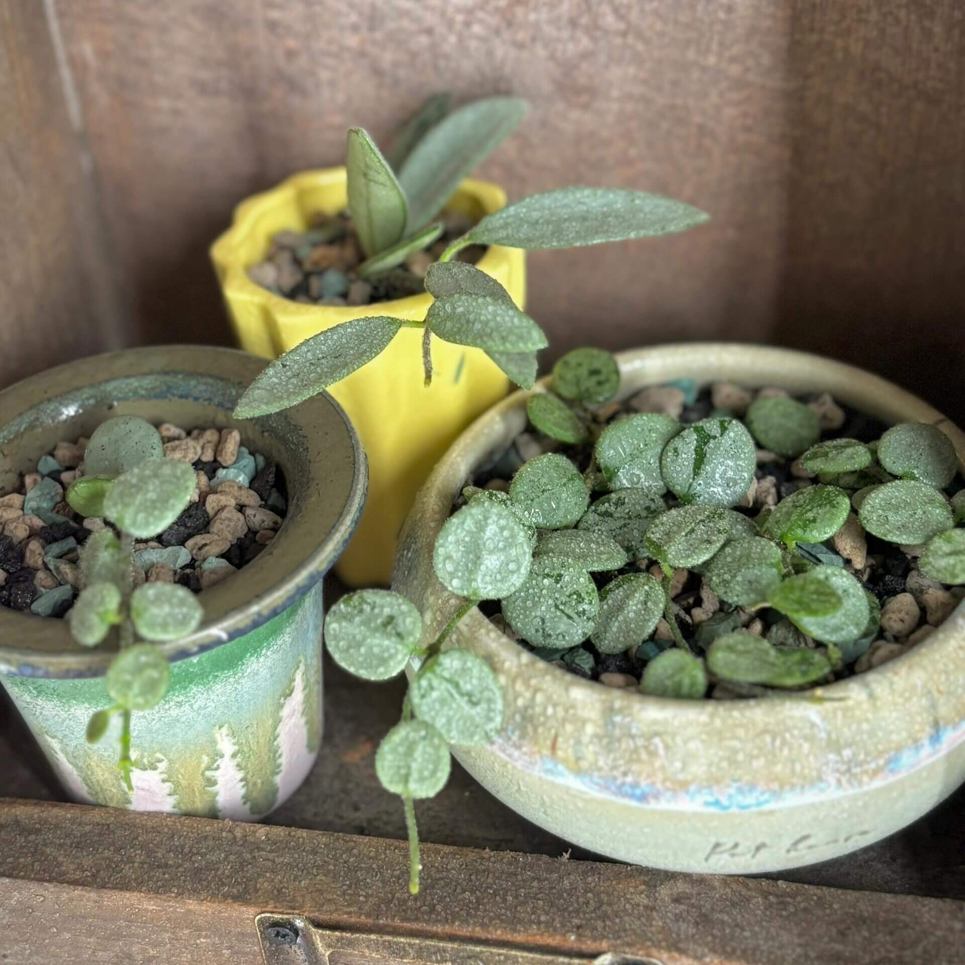 Hoya Serpens Silver is a cultivar/variant of Hoya serpens distinguished by its more pronounced silver-variegation or “high silver” leaves. It retains the miniature, trailing habit of the species, with very small round, fuzzy leaves that may appear nearly or completely silver under favorable light.