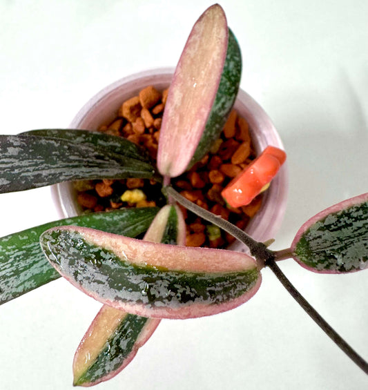 Hoya Sigillatis Albomarginata Outer Variegated is a rare trailing epiphyte native to Borneo. Its elongated olive-green leaves feature a silver splash pattern on the surface with cream or yellow outer margins, creating a striking contrast with the deep green center. Under bright light, the margins may develop subtle pink, reddish, or burgundy hues.